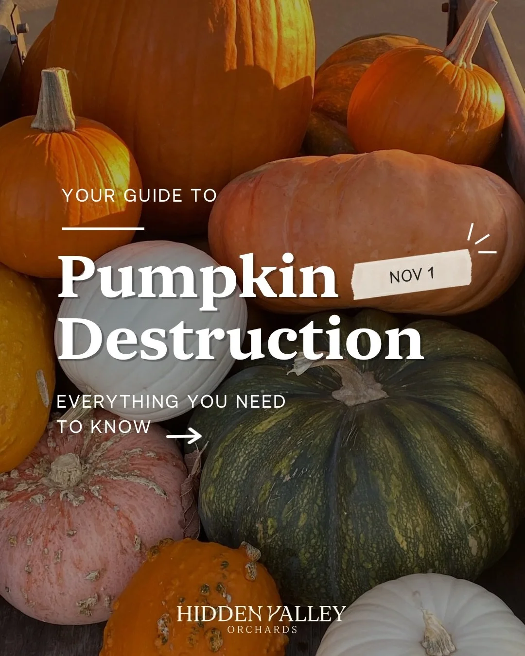 Got leftover pumpkins? Let&rsquo;s go out with a SMASH! 🎃💥

Join us for Pumpkin Destruction Day&mdash;simply bring your pumpkins and get ready to launch, roll, and smash your way through a day of messy family-friendly fun. 🤭

Swipe through for all