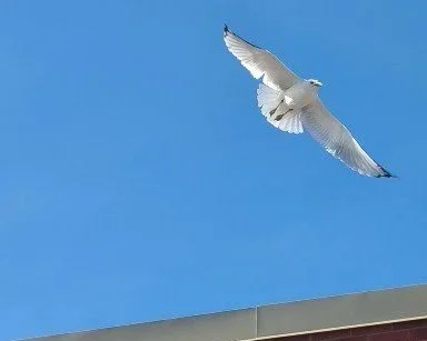Freedom is Knowing Where to Return
