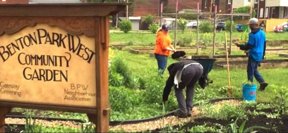 People working in the Benton Park West Community Garden, planting and maintaining plants with gardening tools.