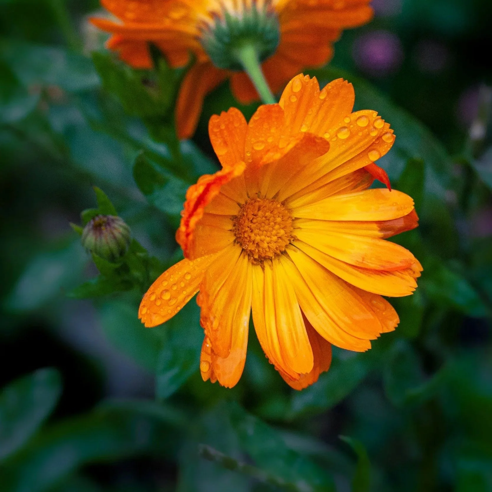 Flowers, Friends and Fix ups 