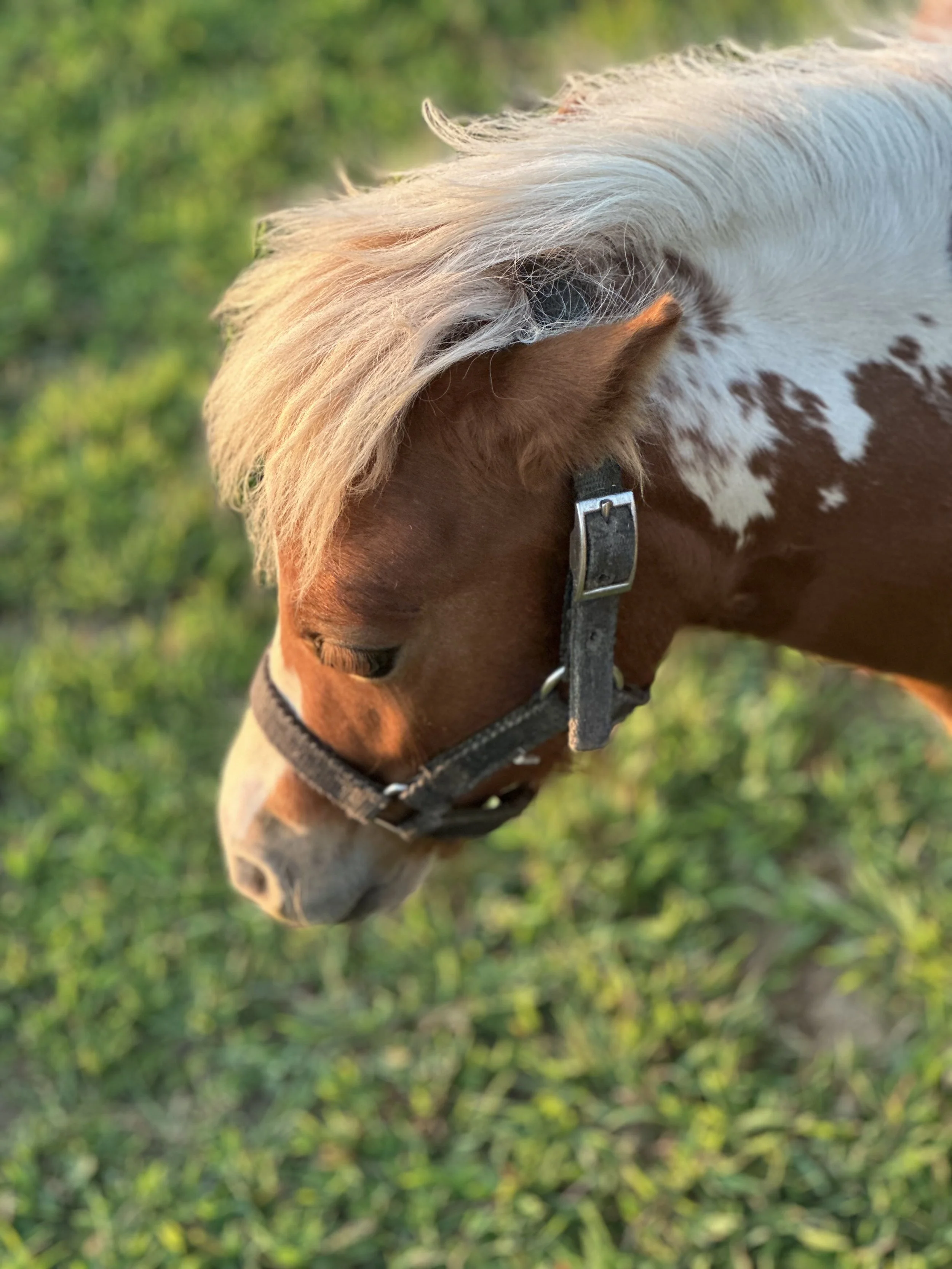Close-up of a brown and white pony with a light-colored mane, wearing a black halter, grazing on green grass.