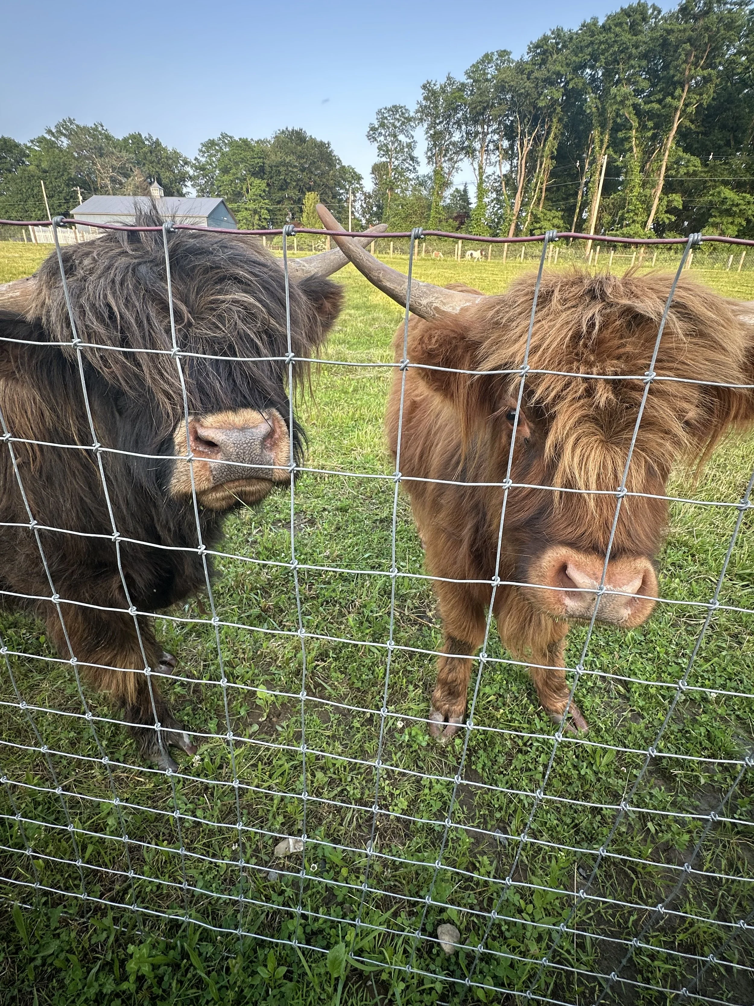 Two Highland cattle with long horns and shaggy coats standing behind a wire fence in a green field.