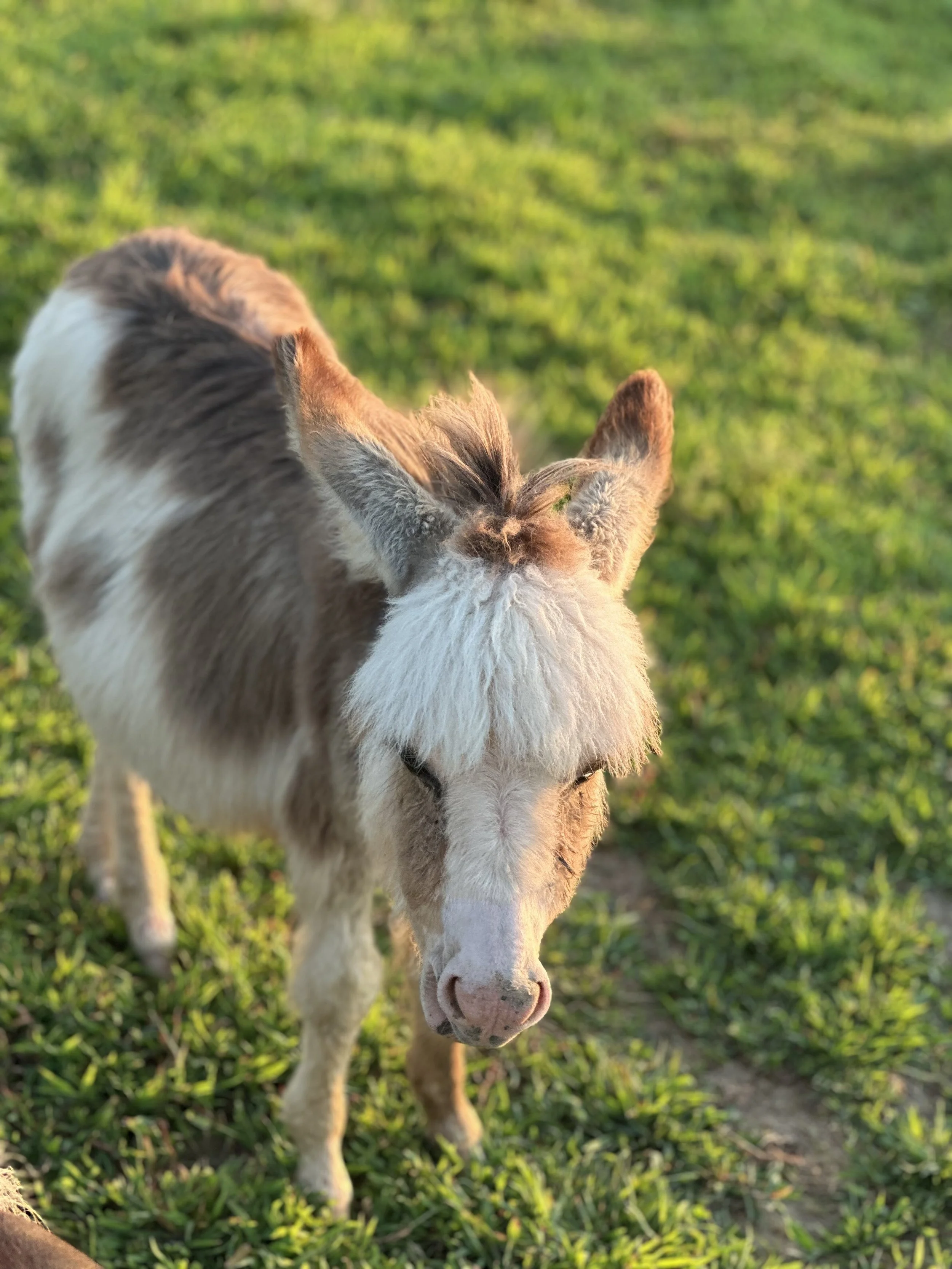 A small donkey with fluffy white hair on its face, standing on grassy ground.