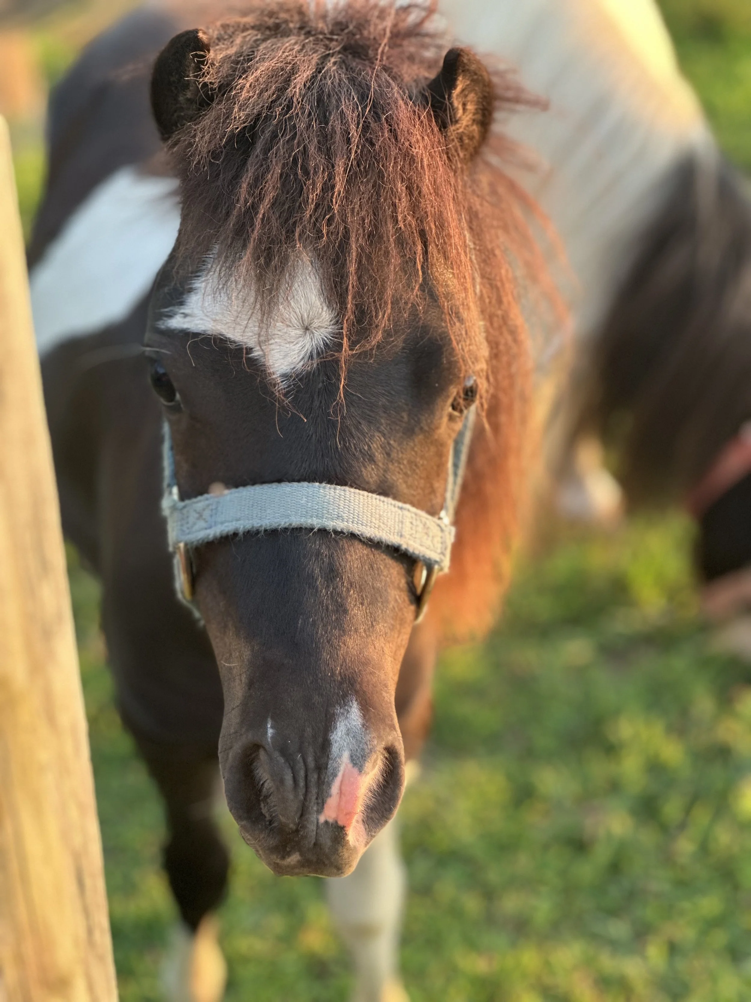 Close-up of a black and white pony with a reddish mane, wearing a gray halter, standing outdoors on grass with sunlight.