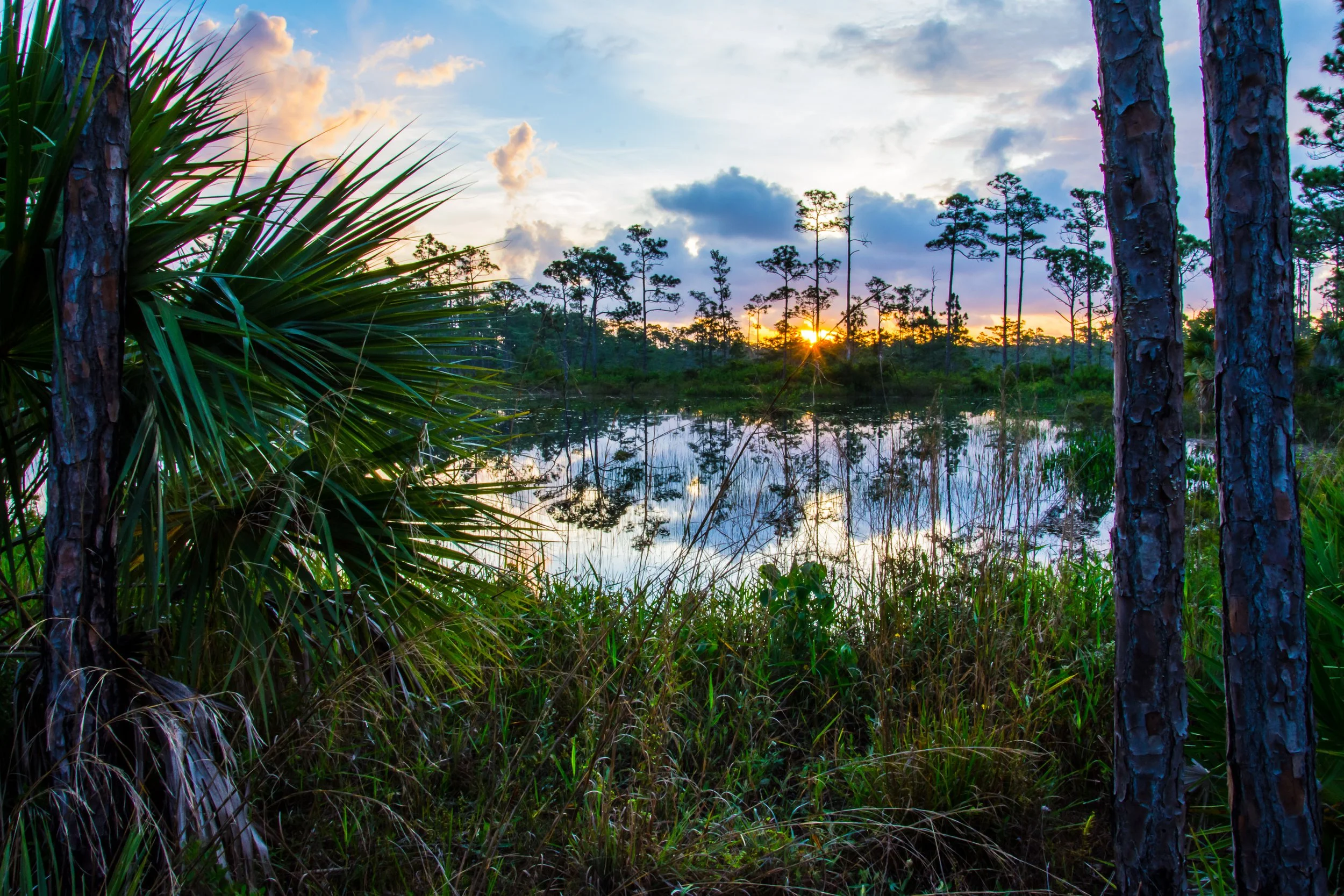 Sunset over a swamp with tall trees and reflected sky in water, surrounded by lush green vegetation and palm-like plants.