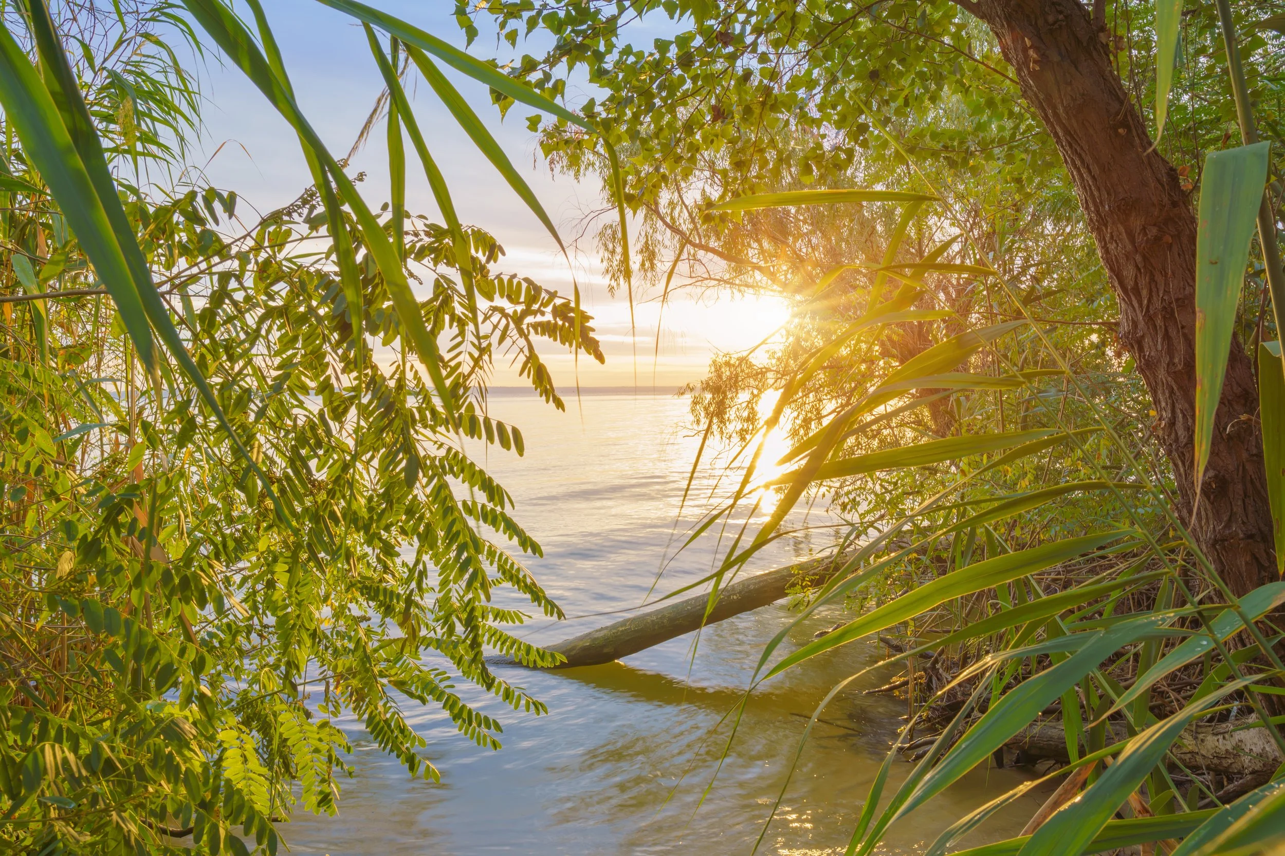 Sunset over a calm body of water, viewed through lush green trees and plants along the shoreline.