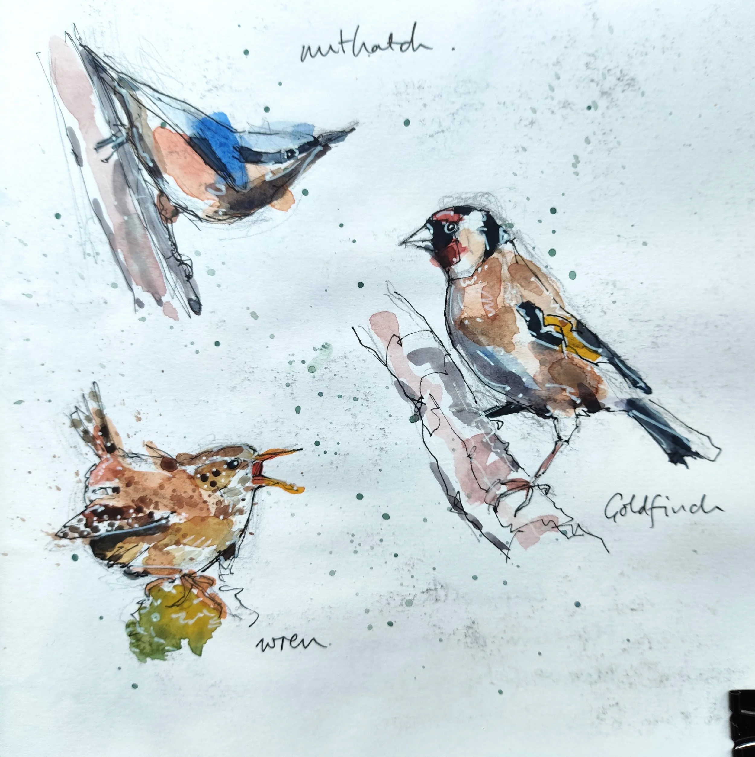A watercolor illustration of nuthatch, goldfinch and wren.  Handwritten notes label each bird species with green paint splatters scattered across the background.