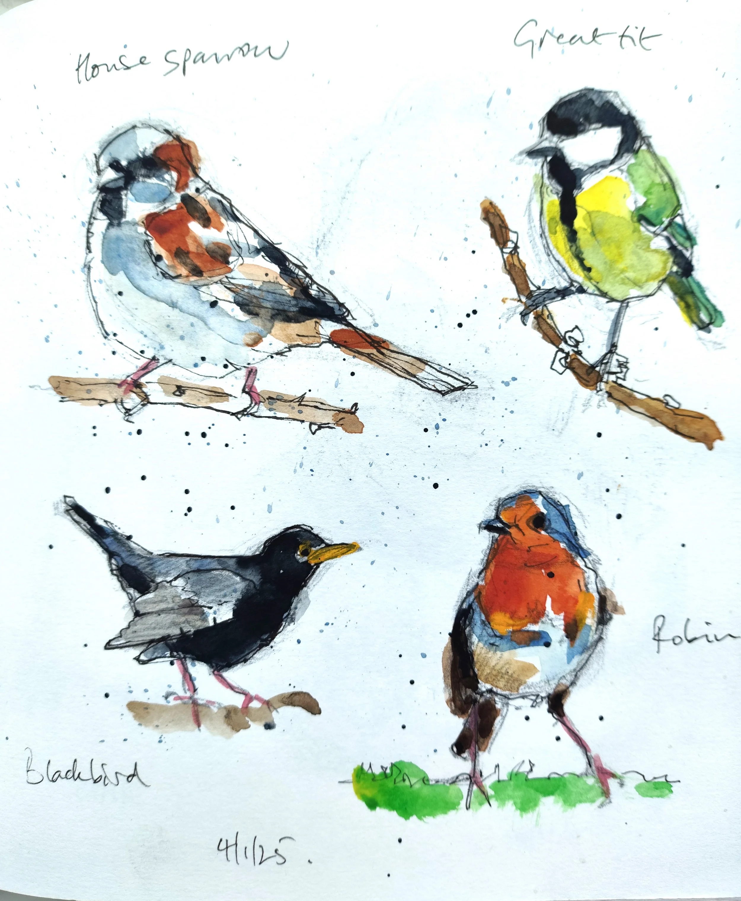 Watercolor illustration featuring several small garden birds including a house sparrow, great tit, blackbird, and robin, standing on grass and branches. Handwritten notes label each bird species.