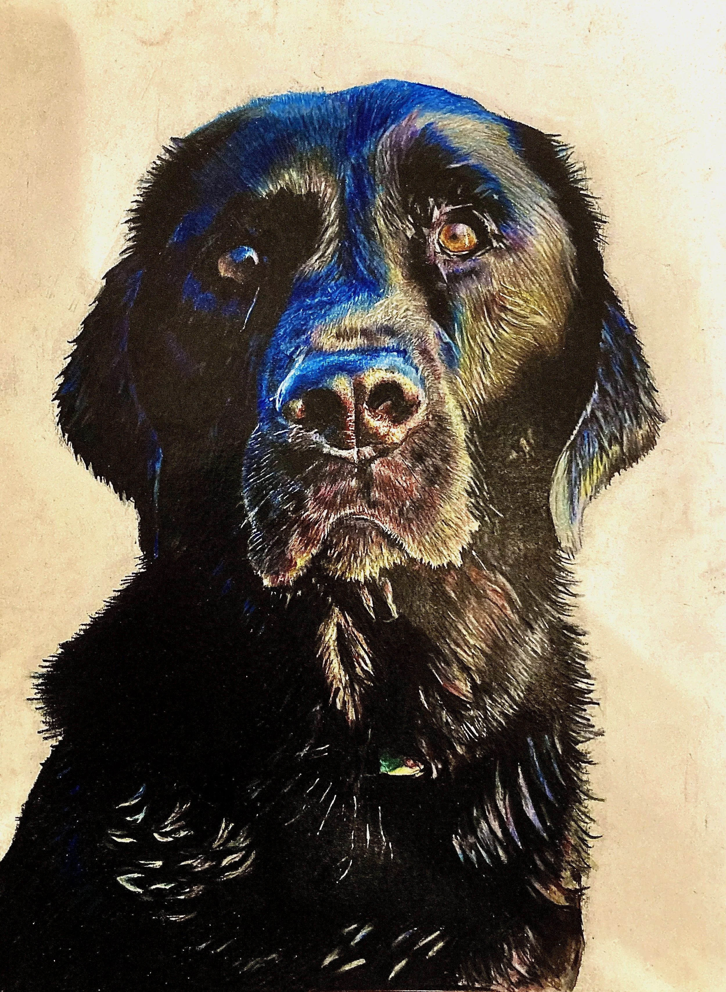 Colorful portrait of a black Labrador retriever.