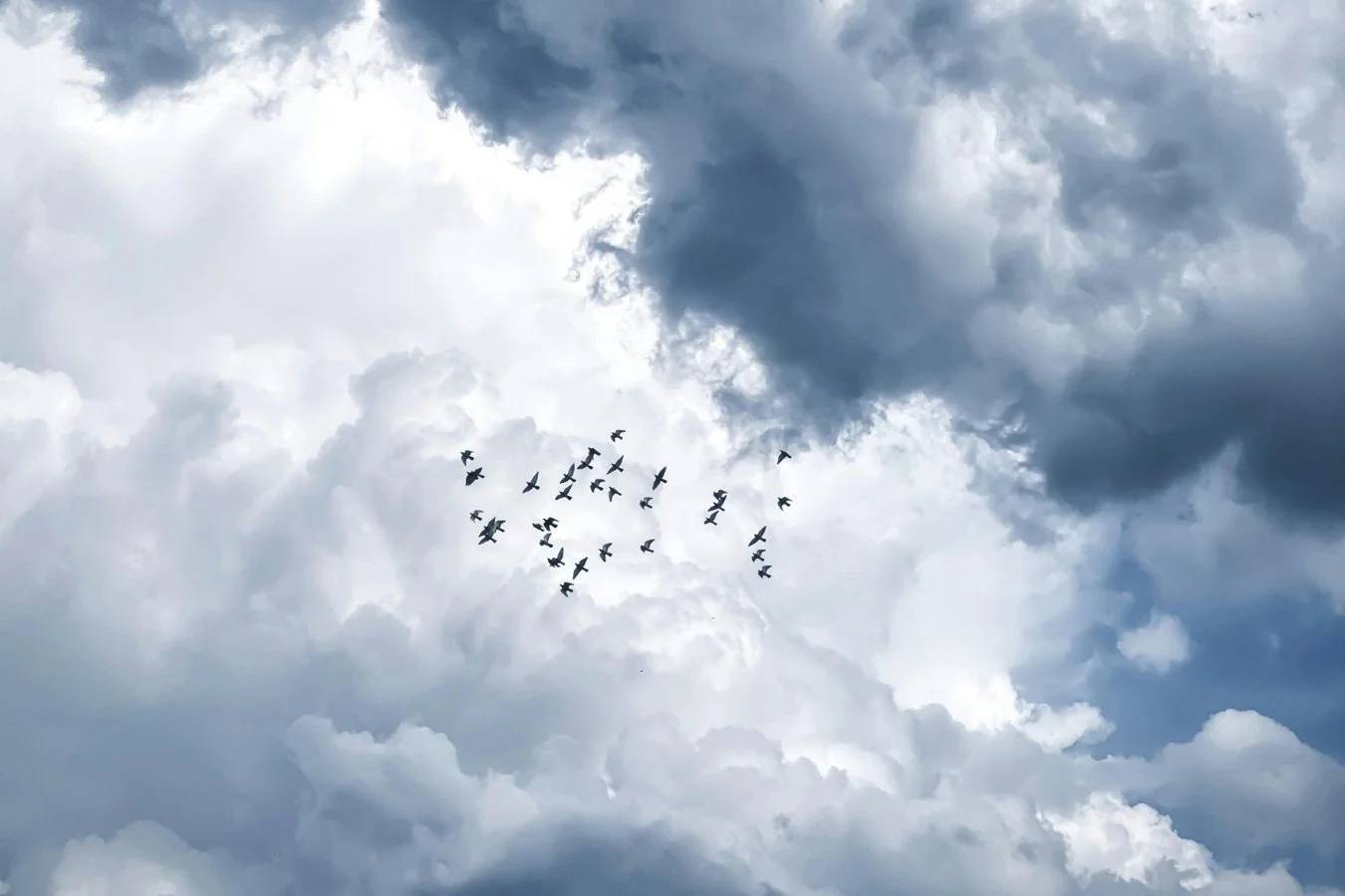Silhouetted flock of birds flying against a blue grey sky