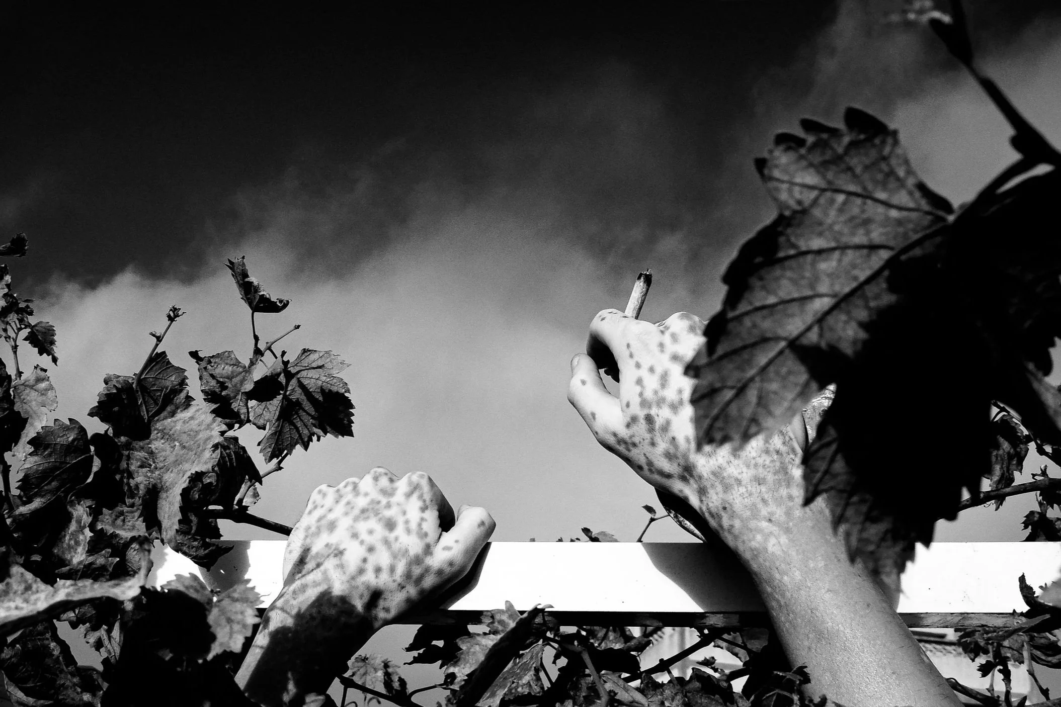 DSCN5290-2.jpg