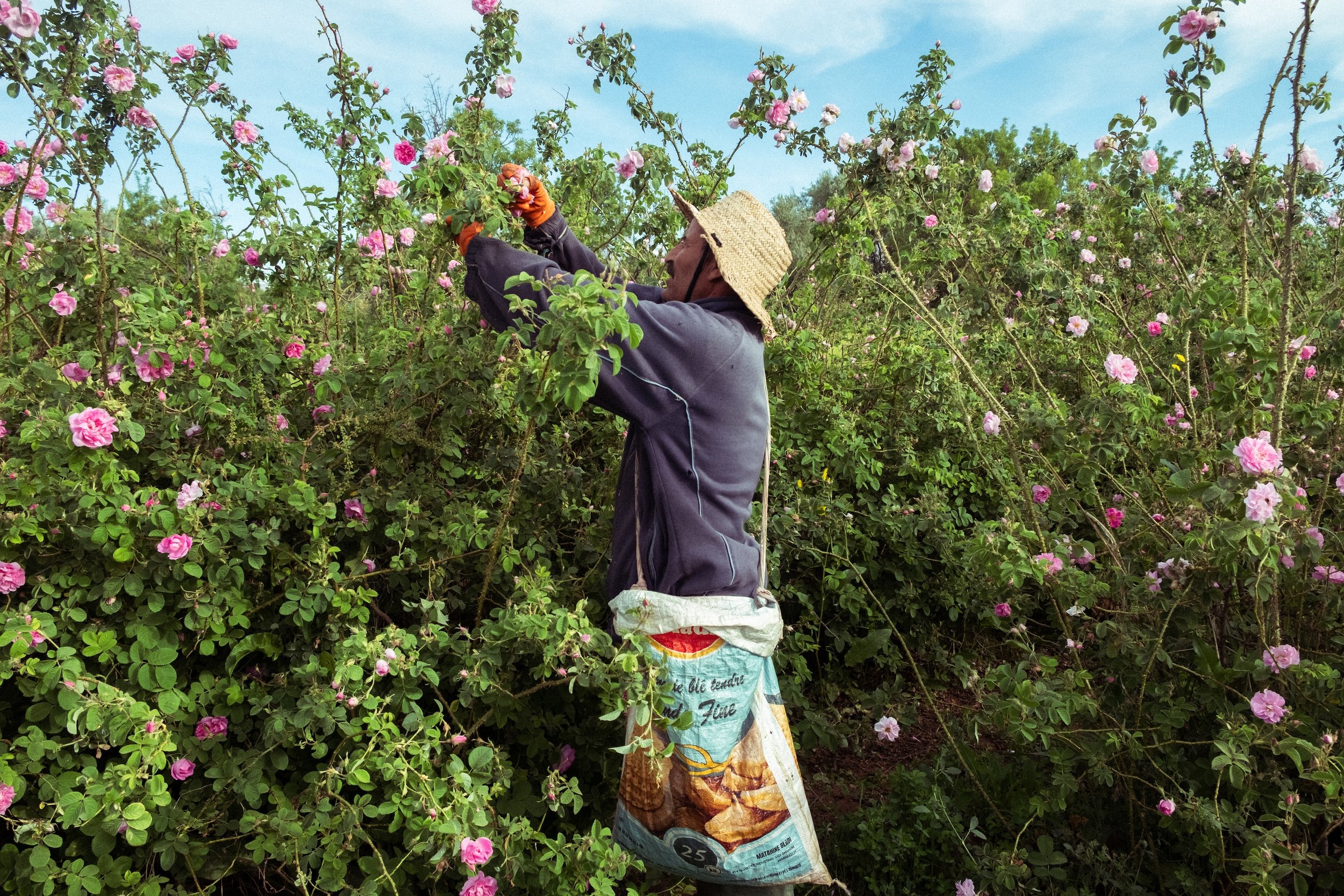 A person wearing a straw hat and gloves is picking flowers from a bush with pink blossoms. They are using gardening tools and standing amidst lush greenery under a blue sky.