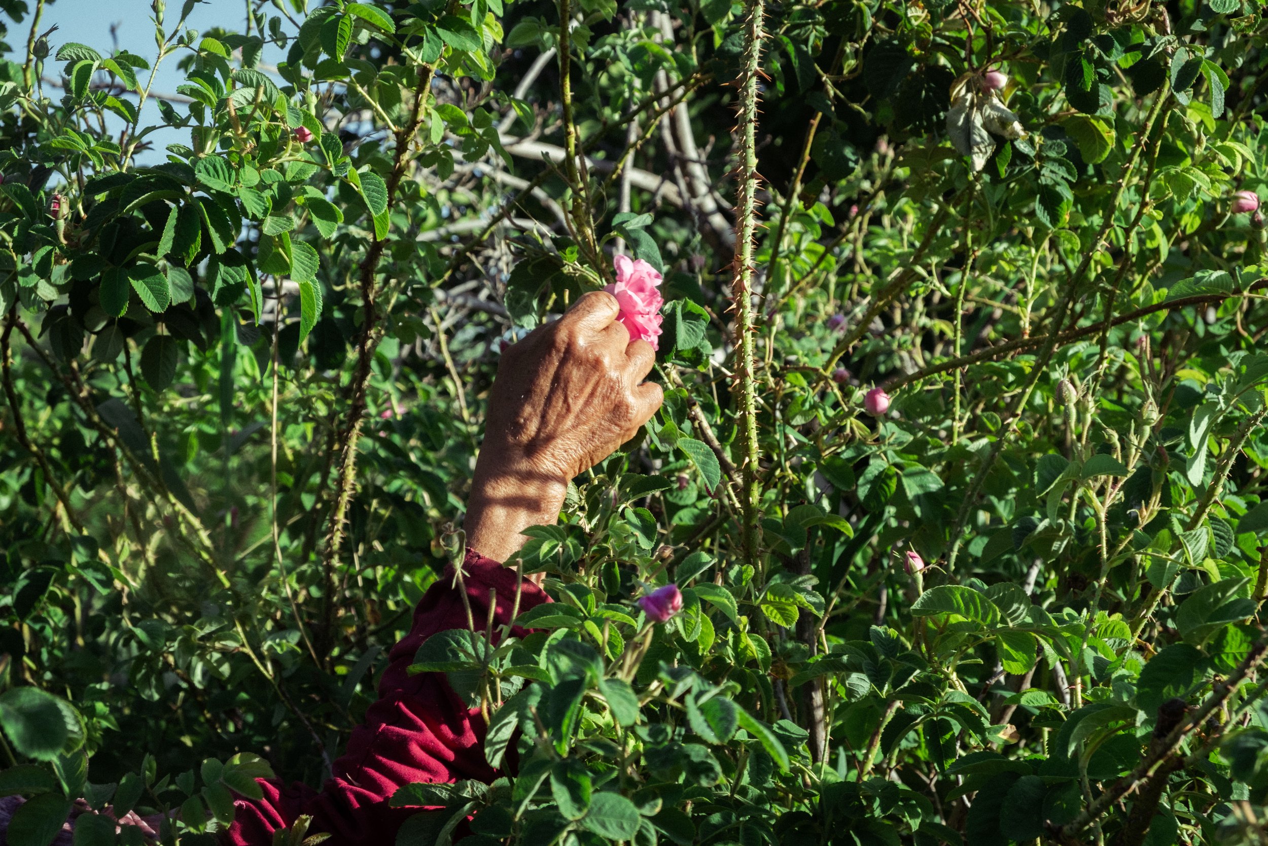 DSCF0839.jpg