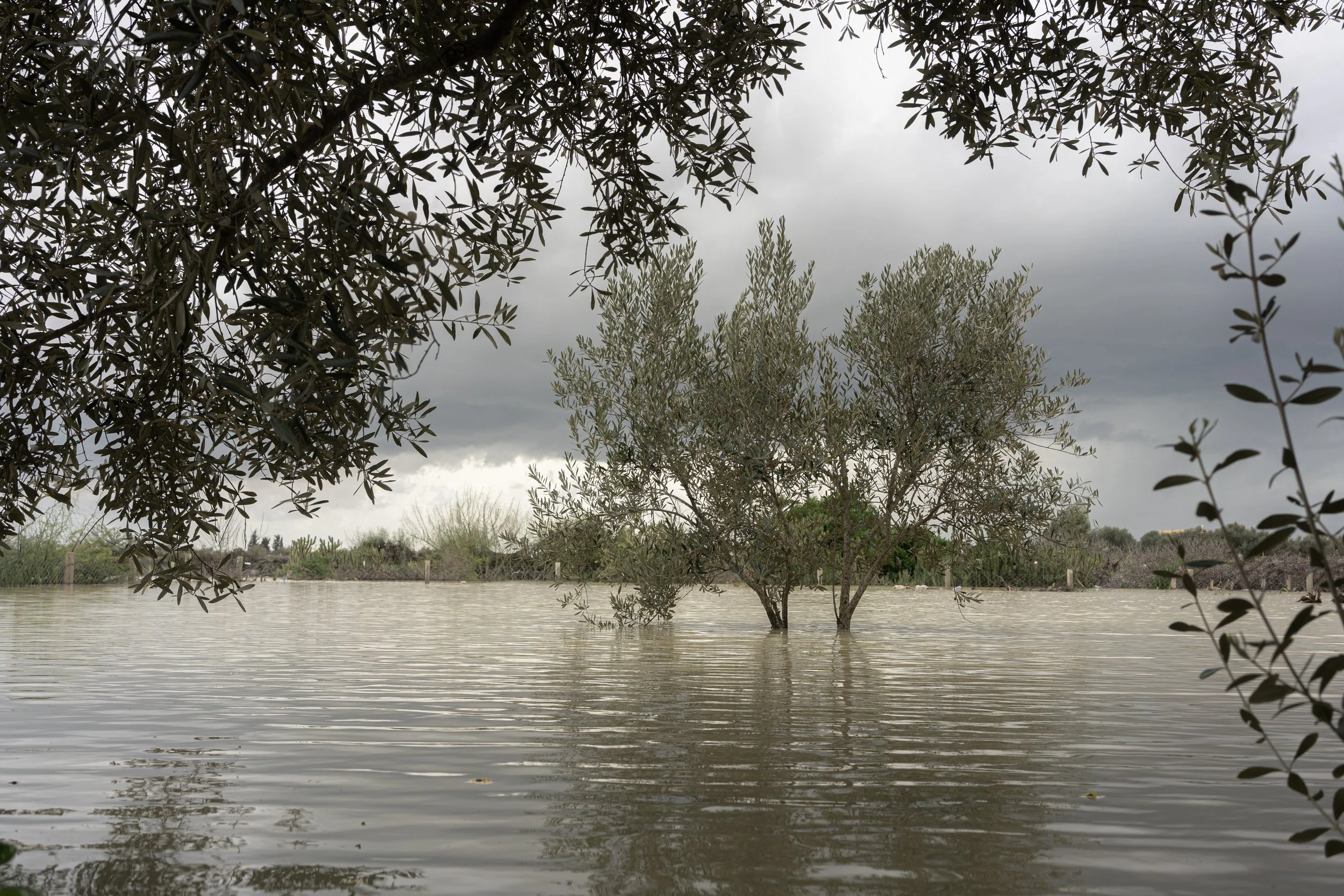 An olive grove inundated by river overflow. Prolonged flooding of the trees' root systems risks long-term damage to the farmland.