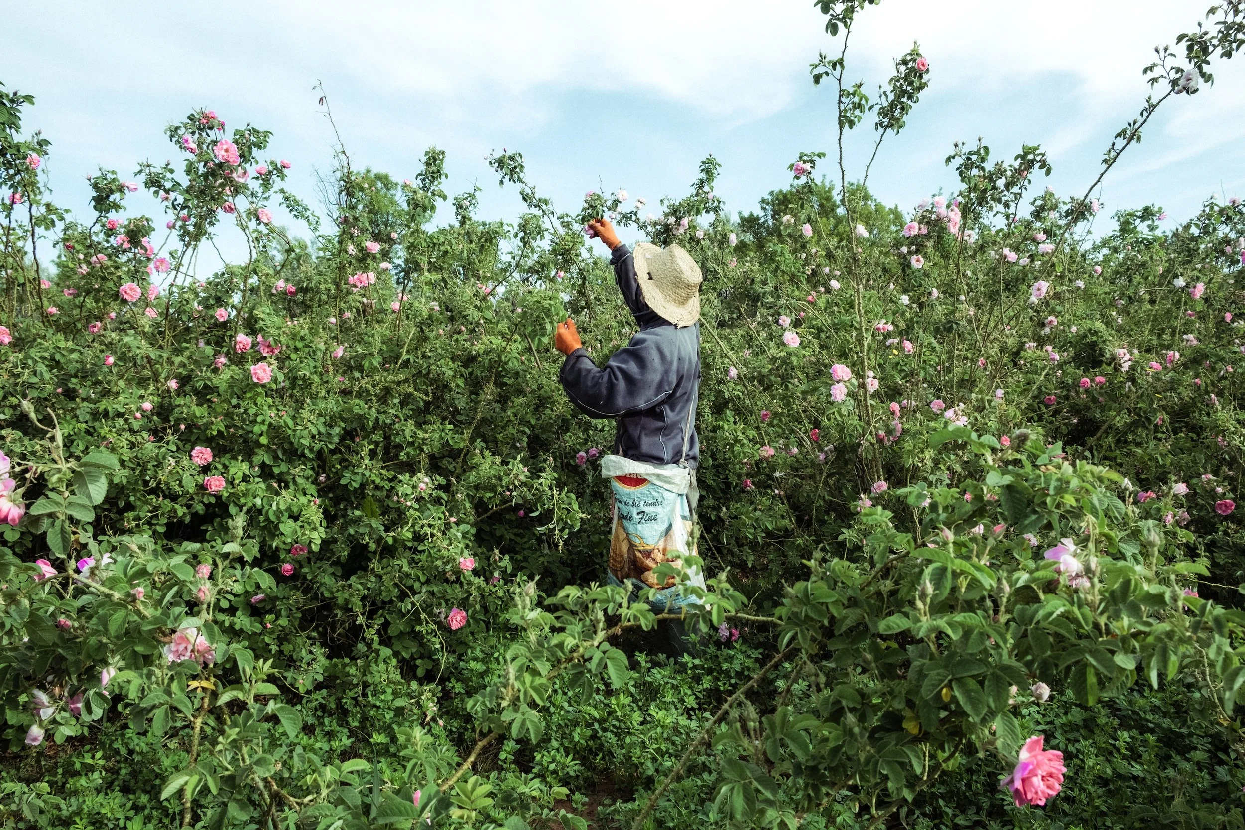 Rose cultivation has shaped the economy around Kalaat M’Gouna for generations. Every spring, thousands of seasonal workers
harvest Rosa Damascena, a flower whose fragrance connects this isolated oasis region to the global cosmetics industry.
A man ha
