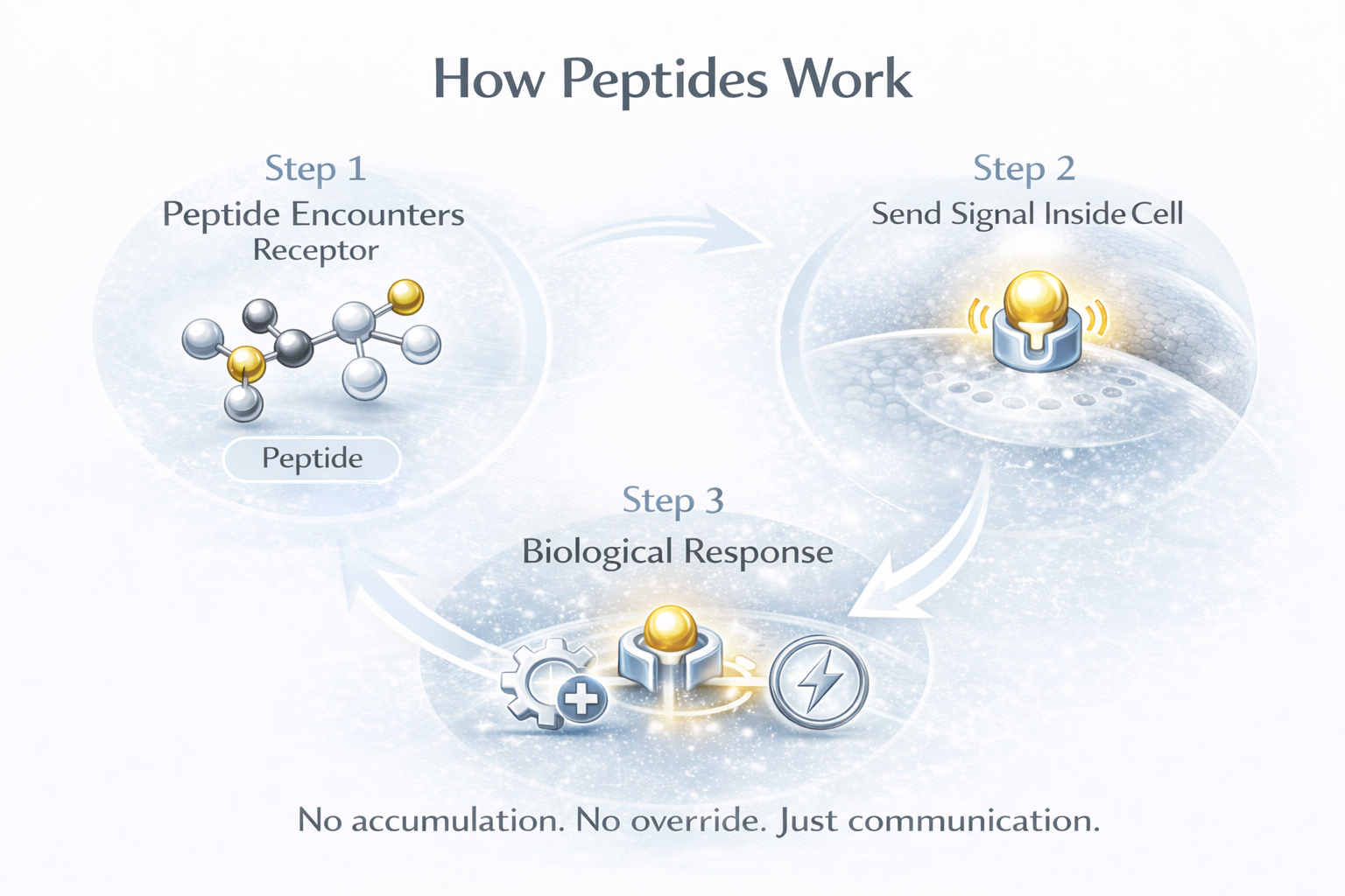 An infographic titled 'How Peptides Work' illustrating three steps: 1. Peptide encounters receptor, depicted with a molecular model; 2. Sends signal inside cell, shown with a glowing golden sphere; 3. Biological response, represented with icons for health, energy, and power, with the caption 'No accumulation. No override. Just communication.'