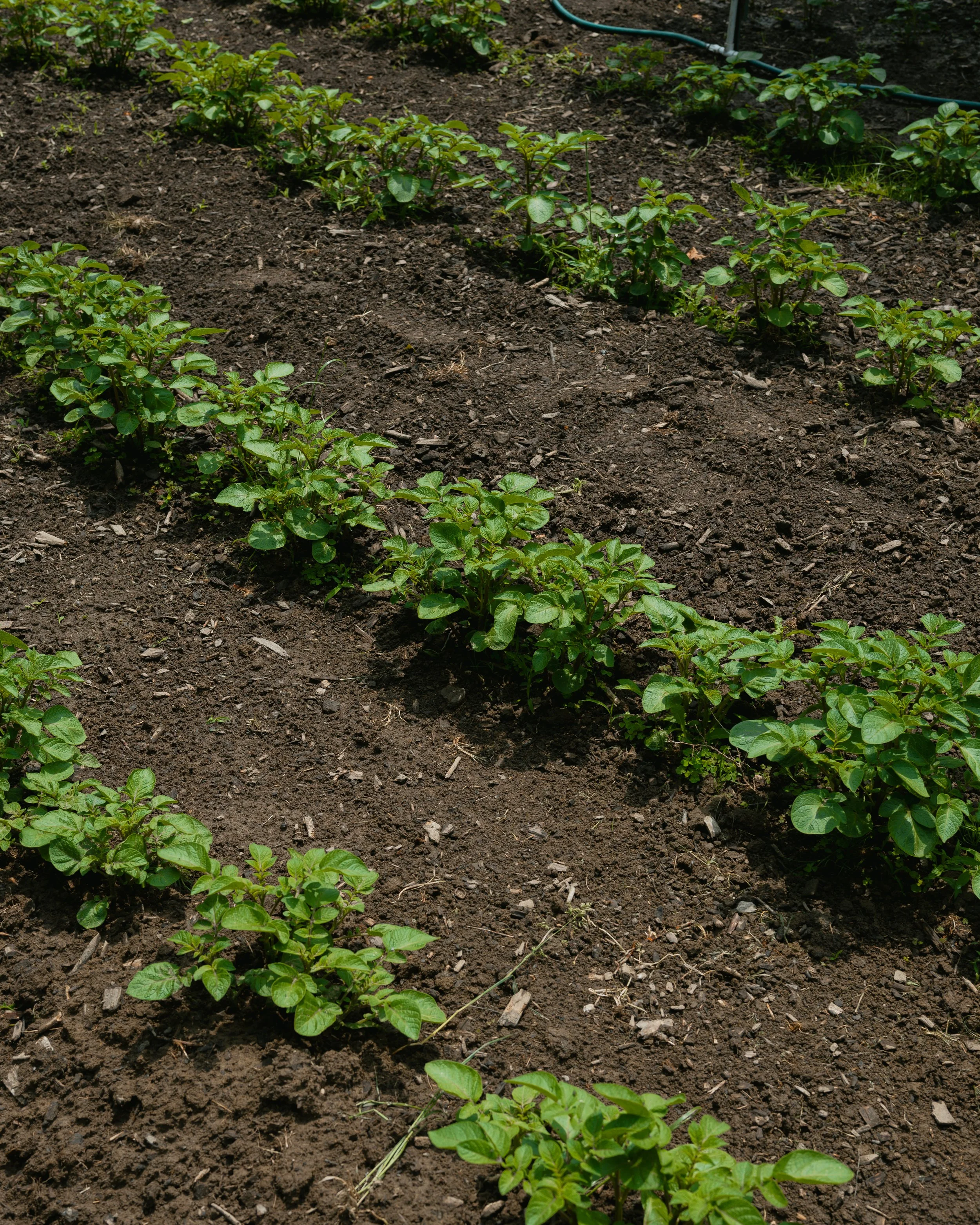 Rows of green plants growing in dark soil in a garden bed.