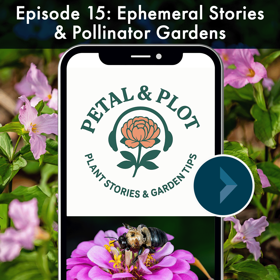 Dive into ephemerals with us, plants that come up and flower briefly and then disappear, from folklore to medicinal uses to how to grow them yourself and all the scientific wonder behind the scenes. Interested in planting for pollinators? This week w