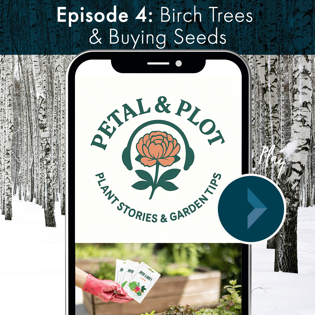 This week we are exploring the healing power of Birch Trees and the relationships they've had with the people who live in the boreal hemisphere; and we begin our garden planning conversations for the 2026 season with Seed Catalogs.