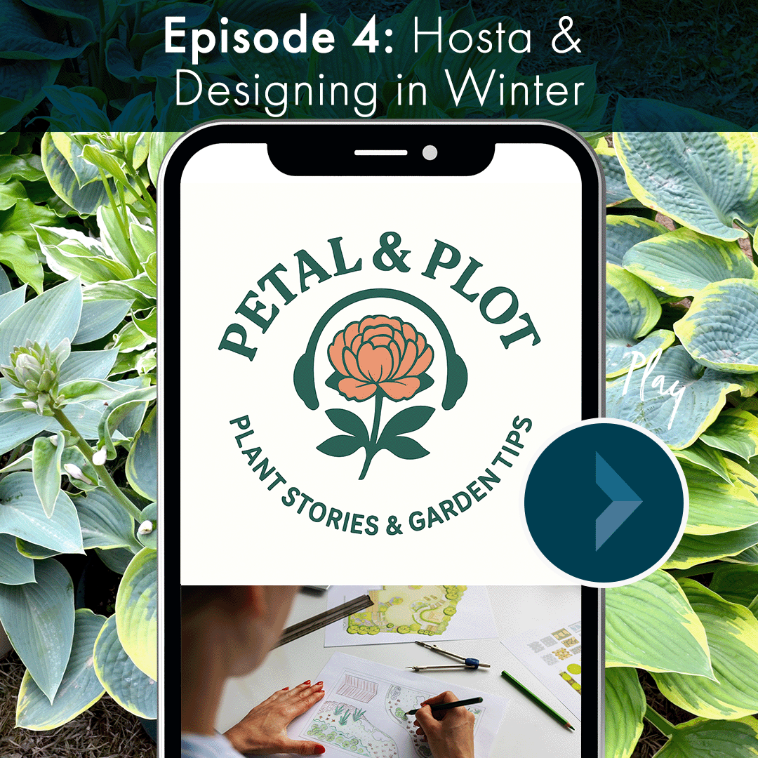 This week we bring you the history of the humble hosta and dig into garden designing in the winter- no blooms, no pressure, just structure, ideas, and big garden dreams.