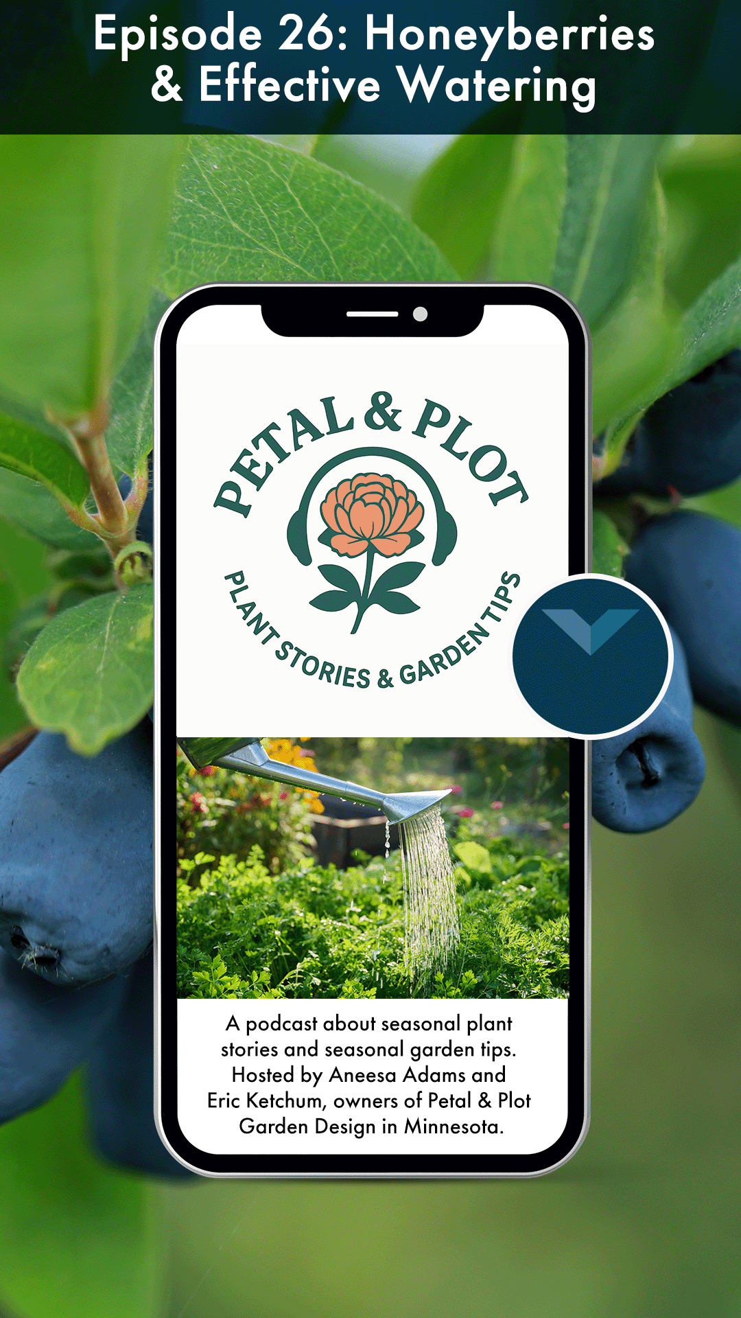 When strawberries may still be green and blueberries and fruit cheese are just beginning to set their crops, hidden among the leaves of an unassuming shrub, clusters of deep blueberries are already ripening. Join me as we travel from the forests of S