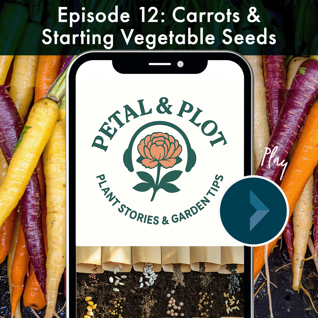 The humble carrot has a wild past, ancient Afghan roots, poisonous look-alikes, and a World War 11 propaganda myth that still survives today. Not sure which vegetables to start inside and which are better off being directly sewn into you garden? This