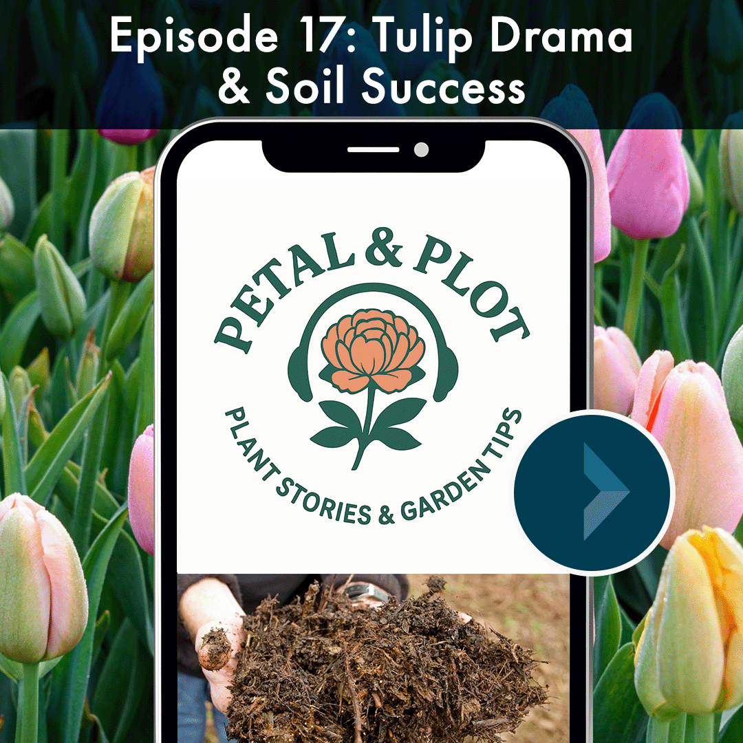 There was a time when single tulip bulb once was once worth the cost of a luxurious home and also a time when eating tulip bulbs saved people from famine during war, tune in to hear more tulip lore. Want a successful garden? Creating the right soil f