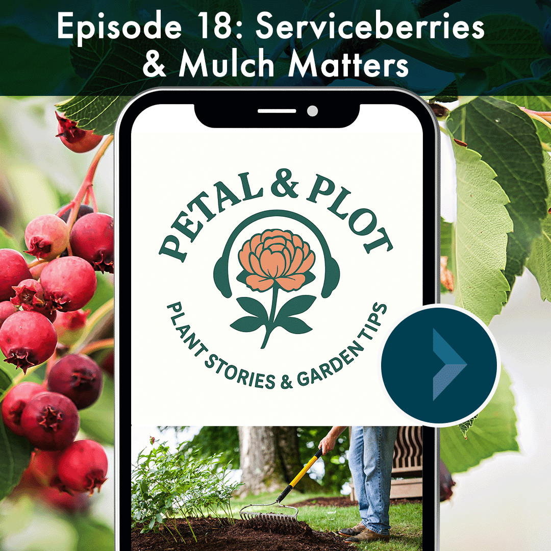 Join us as we explore the origins of all the different names for service berries along with the rich history of this important native shrub and the deep ties that culture has tied to it's names. Mulch comes in many forms, picking the right mulch and 