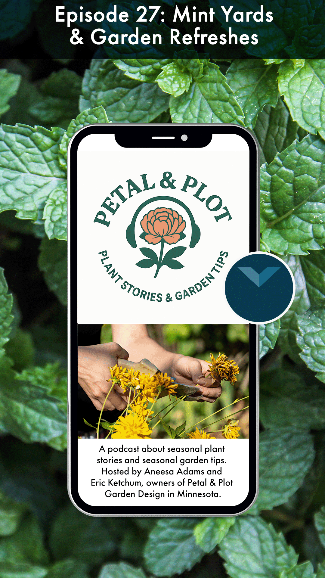 Today we're talking about one of the world's most recognizable herbs. Many gardeners even spend part of the summer trying to keep it from taking over their garden. But this humble plant has accompanied humanity for thousands of years, crossing contin