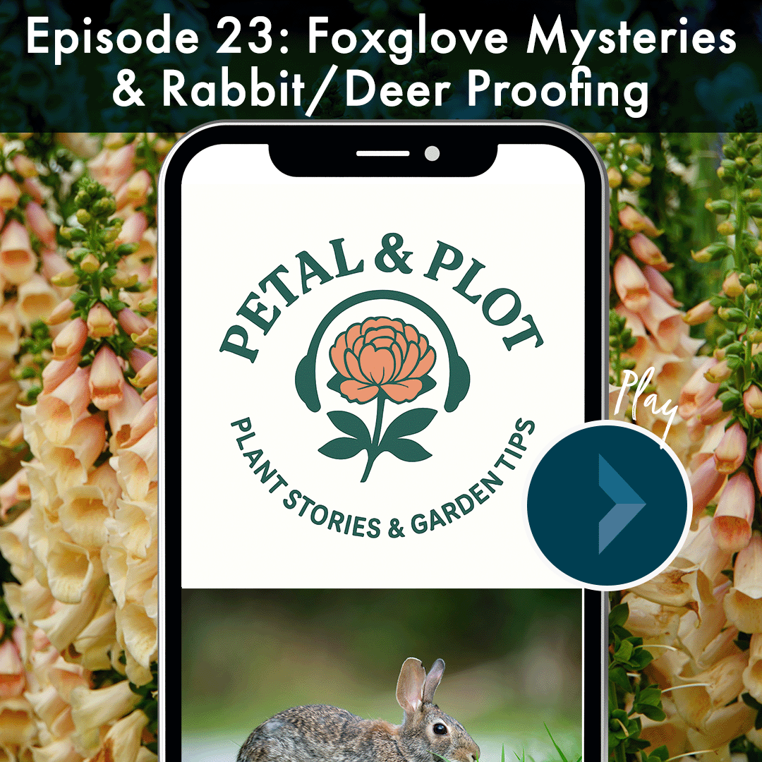The breathtaking cottage garden flower with a deadly secret, discover the folklore and medicinal properties of foxgloves, as well as growing tips to get your blooms to come back every year. And stop deer and rabbits from turning your garden into a bu