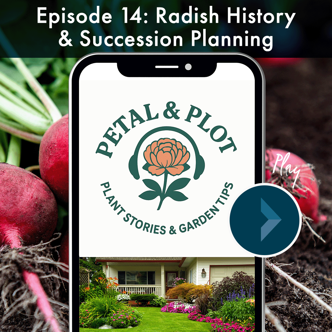 From the pyramids to art work at holiday markets, radishes have been celebrated in some pretty interesting ways, hear their story and more about how easy they are to grow. Speaking of, this week we are talking about succession planting with vegetable