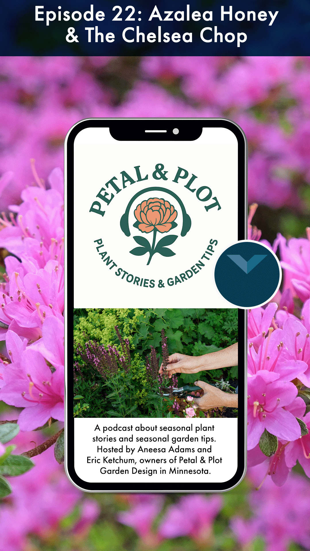 Azaleas are known for their stunning color, but also have quite the interesting past, one that is millions of years old. Azaleas have left soldiers lying paralyzed in ditches, inspired poetry and folklore, and become the center of some massive celebr