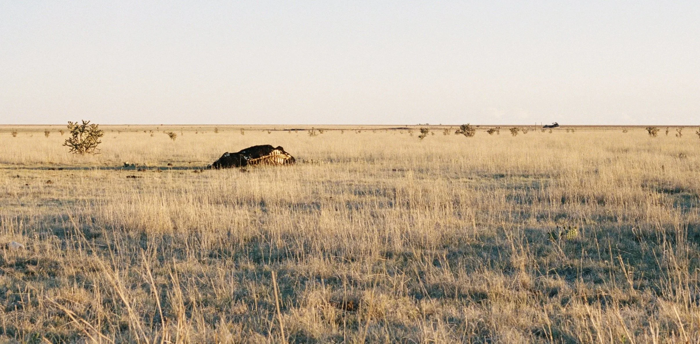 Open farm range with dry grass, a single cactus, and a dead, decaying cow, under a clear sky.