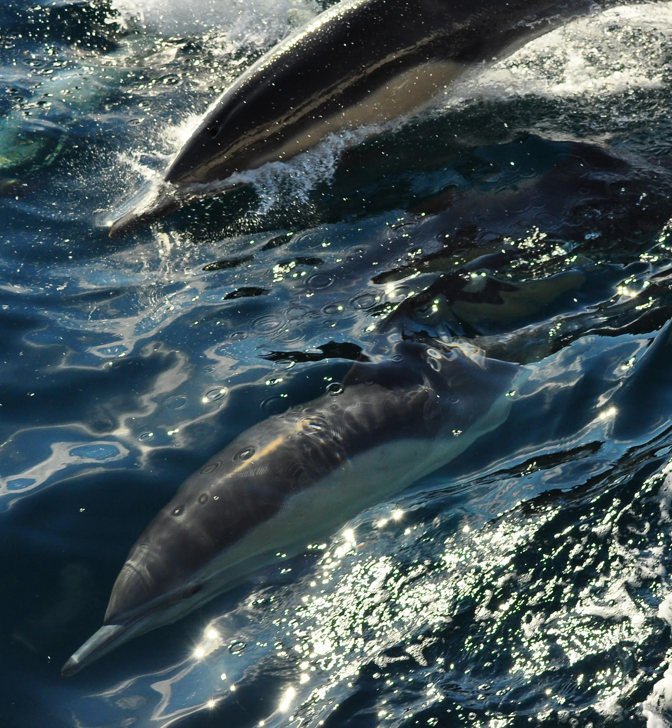 Two dolphins swimming near the water surface, creating splashes and reflections in the water near the Channel Islands
