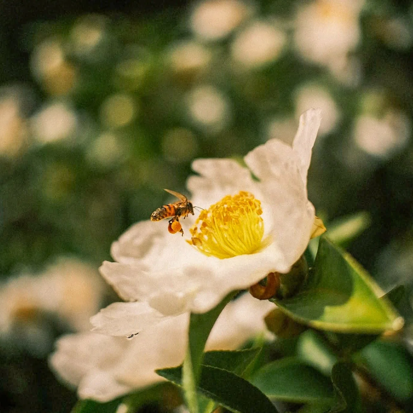 It's officially spring and I'm feeling like news things are coming up!!

I've OFFICIALLY opened my store on my website, so you can purchase beautiful prints, just like this, for your home, apartment, office or other special location.

You can check t