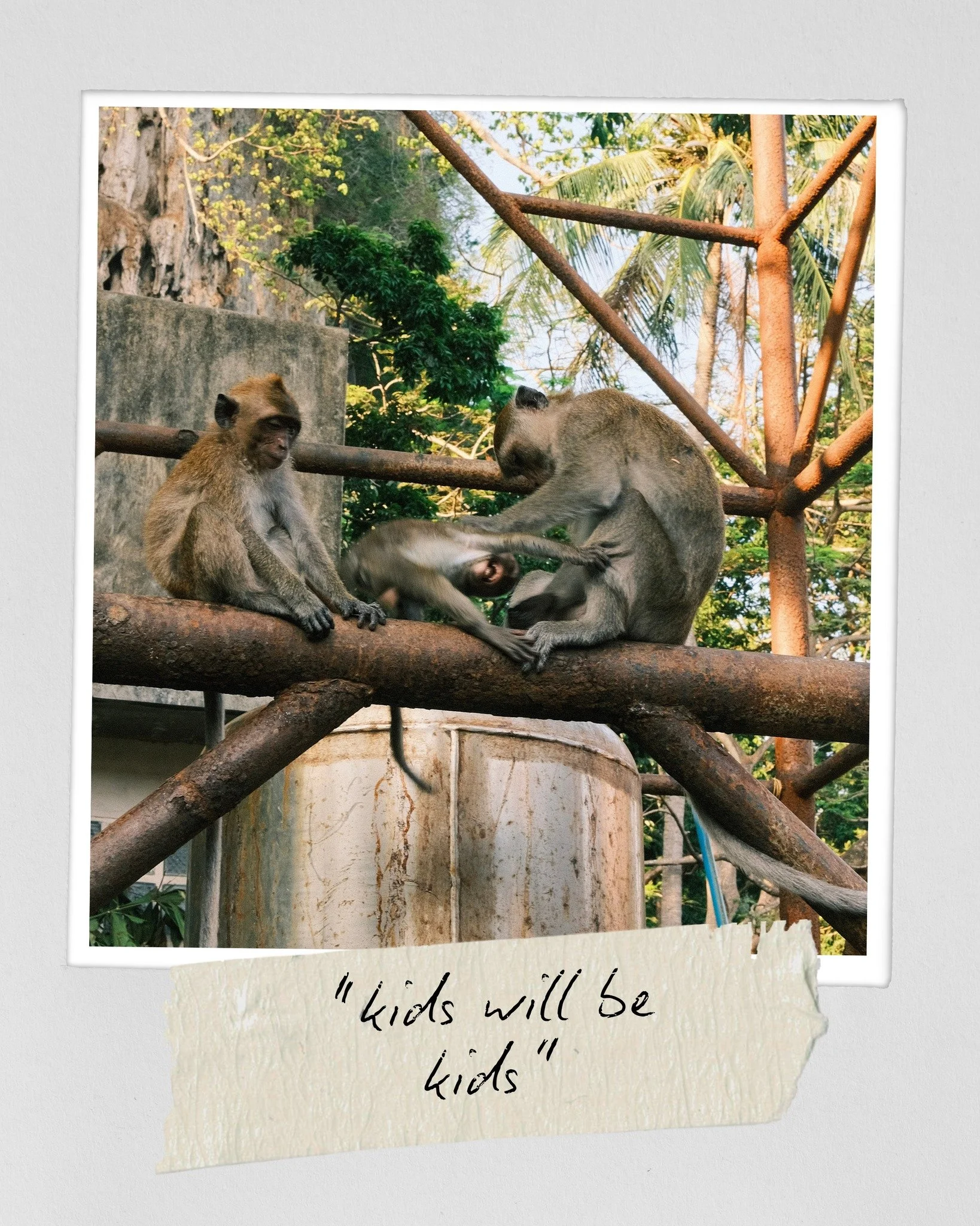 How anyone can say we don't have some relation to primates is beyond me.

As we walked past this small scene of a mother attempting to clean the fur of her young, I was drawn back to the years of seeing my younger siblings wrestle against bath time w