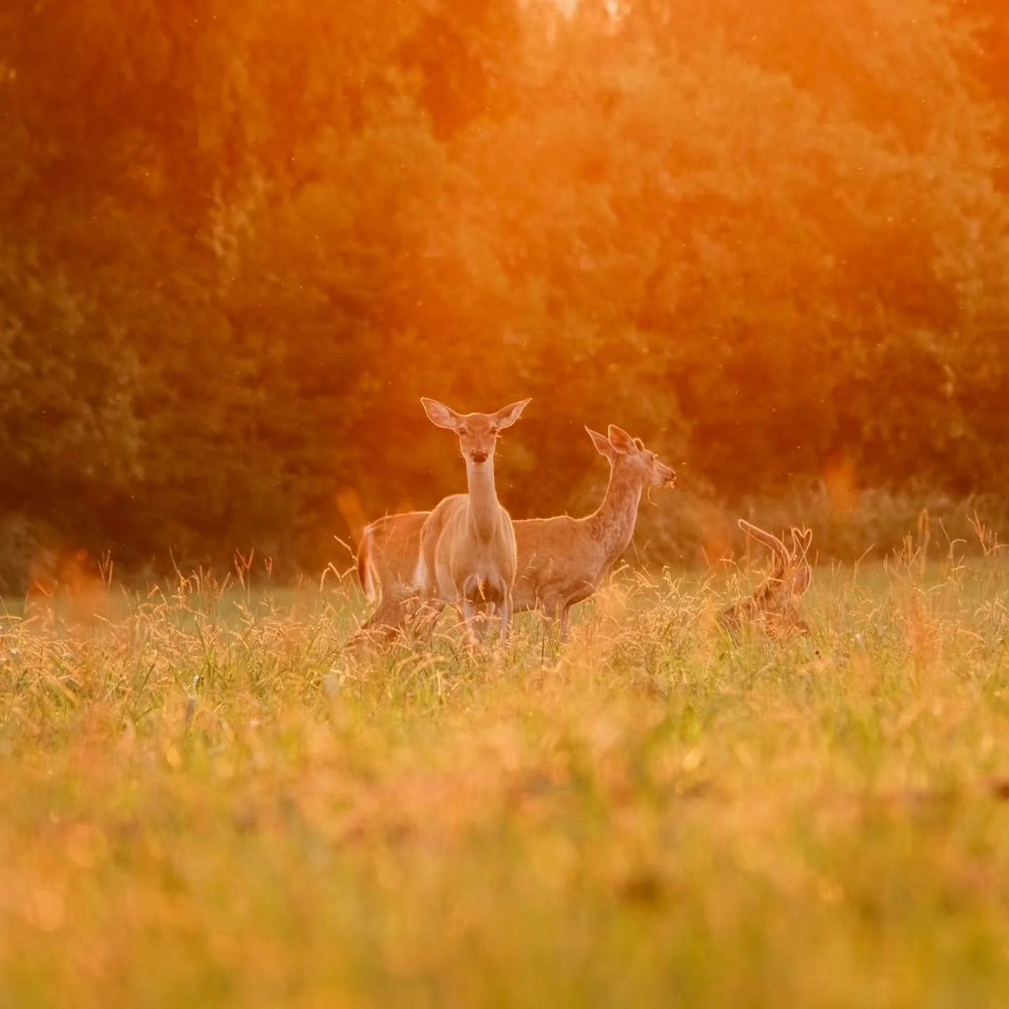 Just a few images from the end of yesterday's photo session.