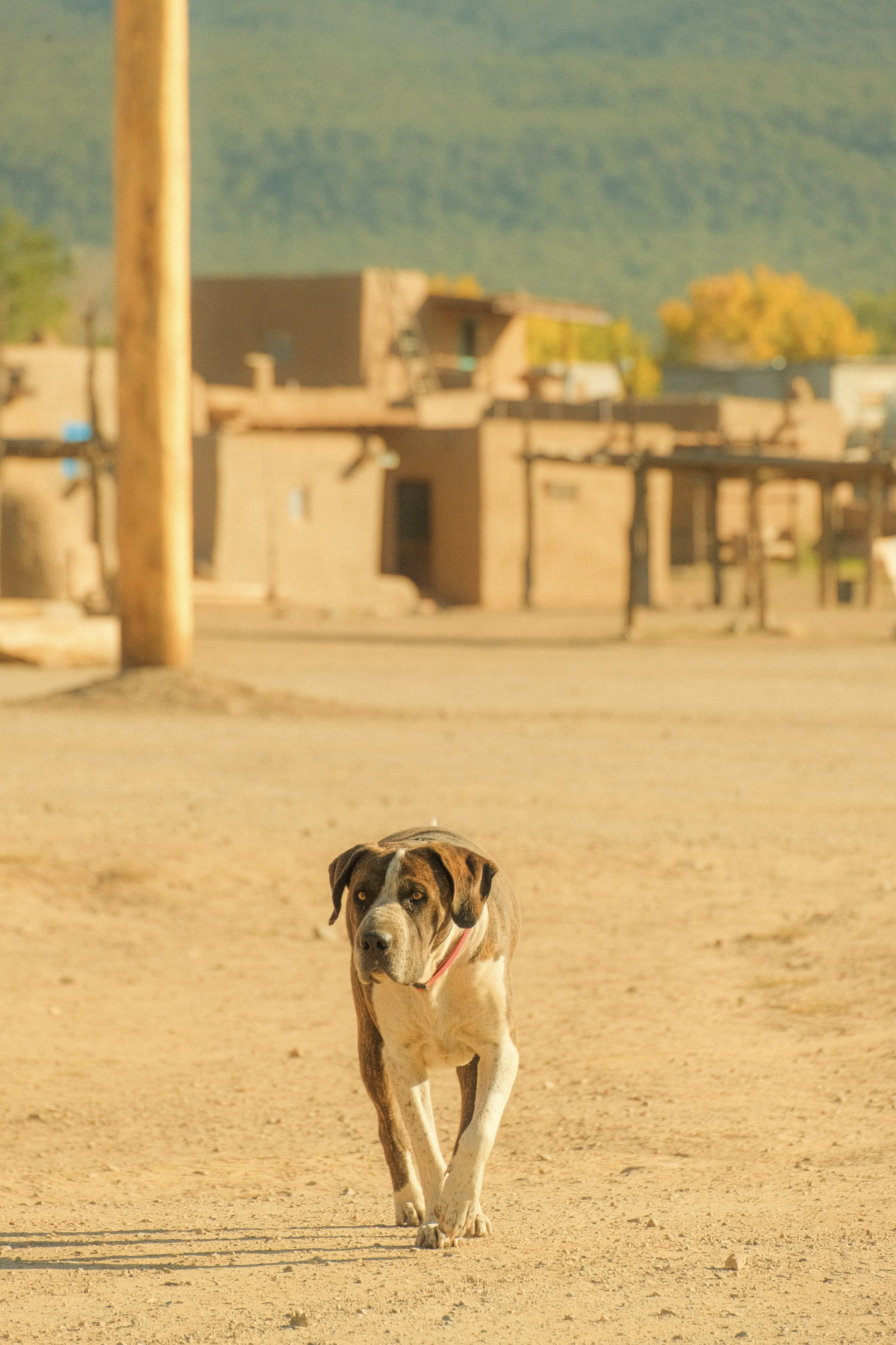 A dog walking on a dirt road in a small town, with buildings and trees in the background under a clear sky.