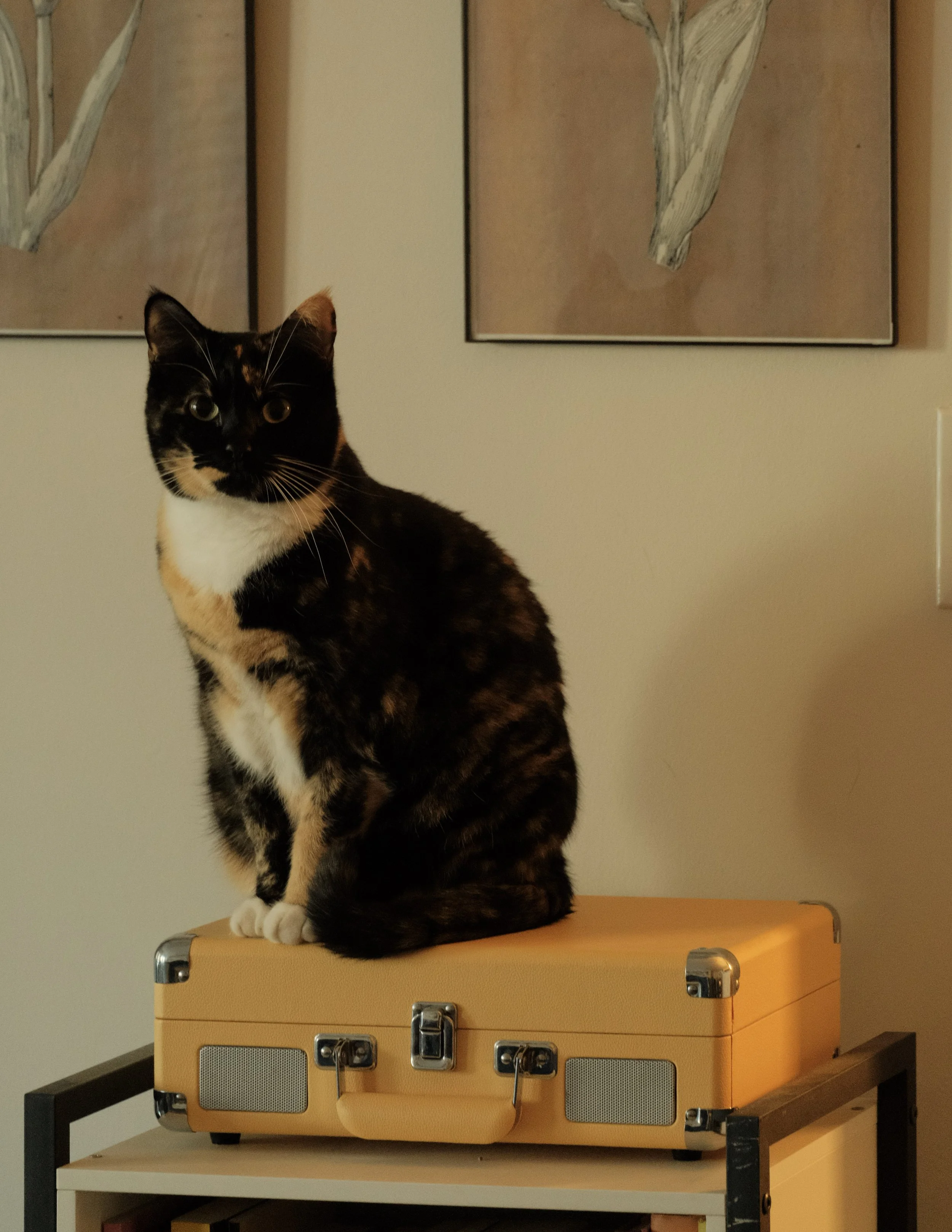 A calico cat with black, orange, and white fur sitting on a vintage yellow suitcase on a black shelf, with framed botanical artwork on the wall behind.