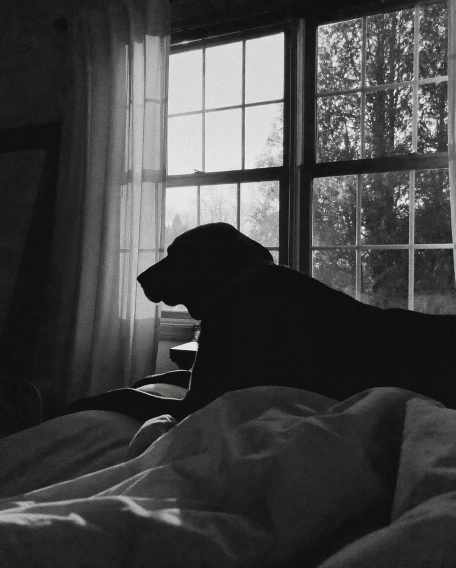 Silhouette of a dog on a bed near a window with curtains, overlooking trees outside in black and white.