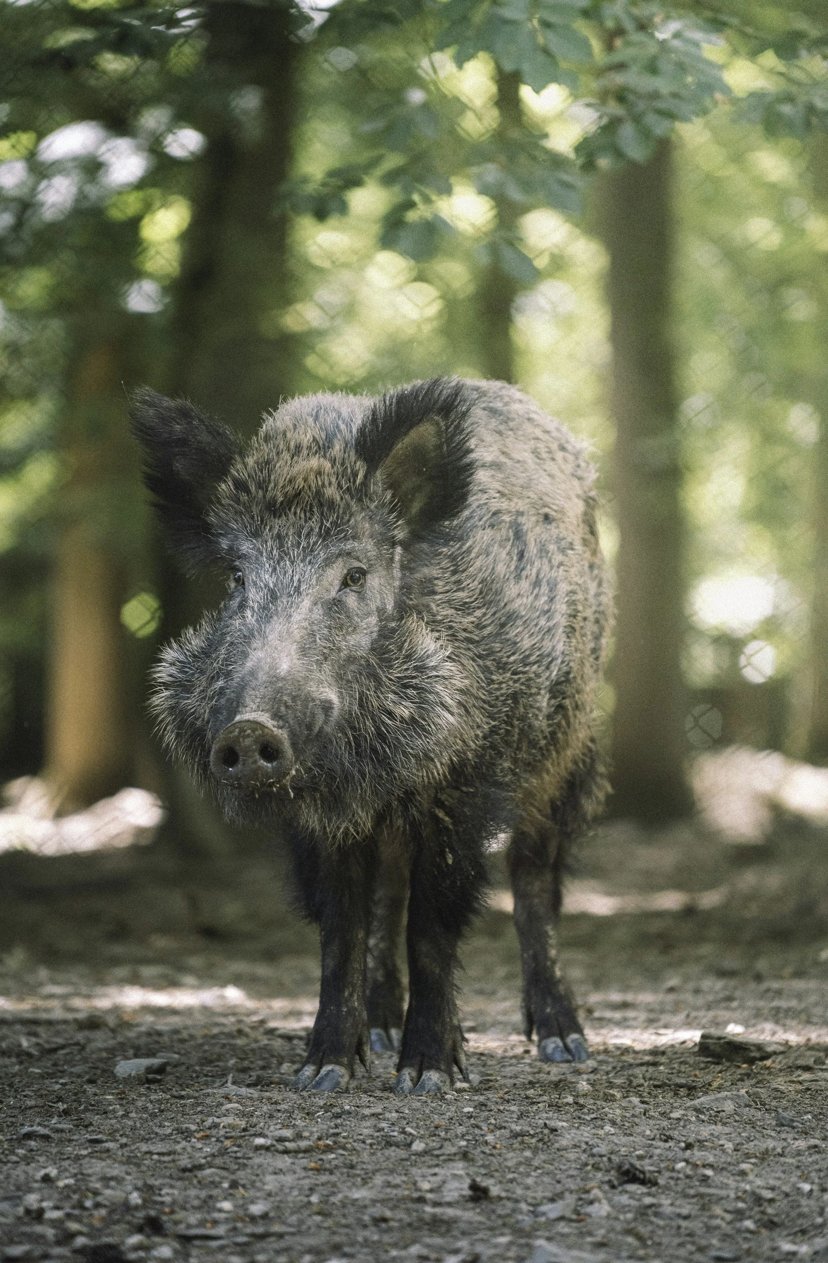 A wild pig standing on dirt ground in a forest with green trees and sunlight in the background.