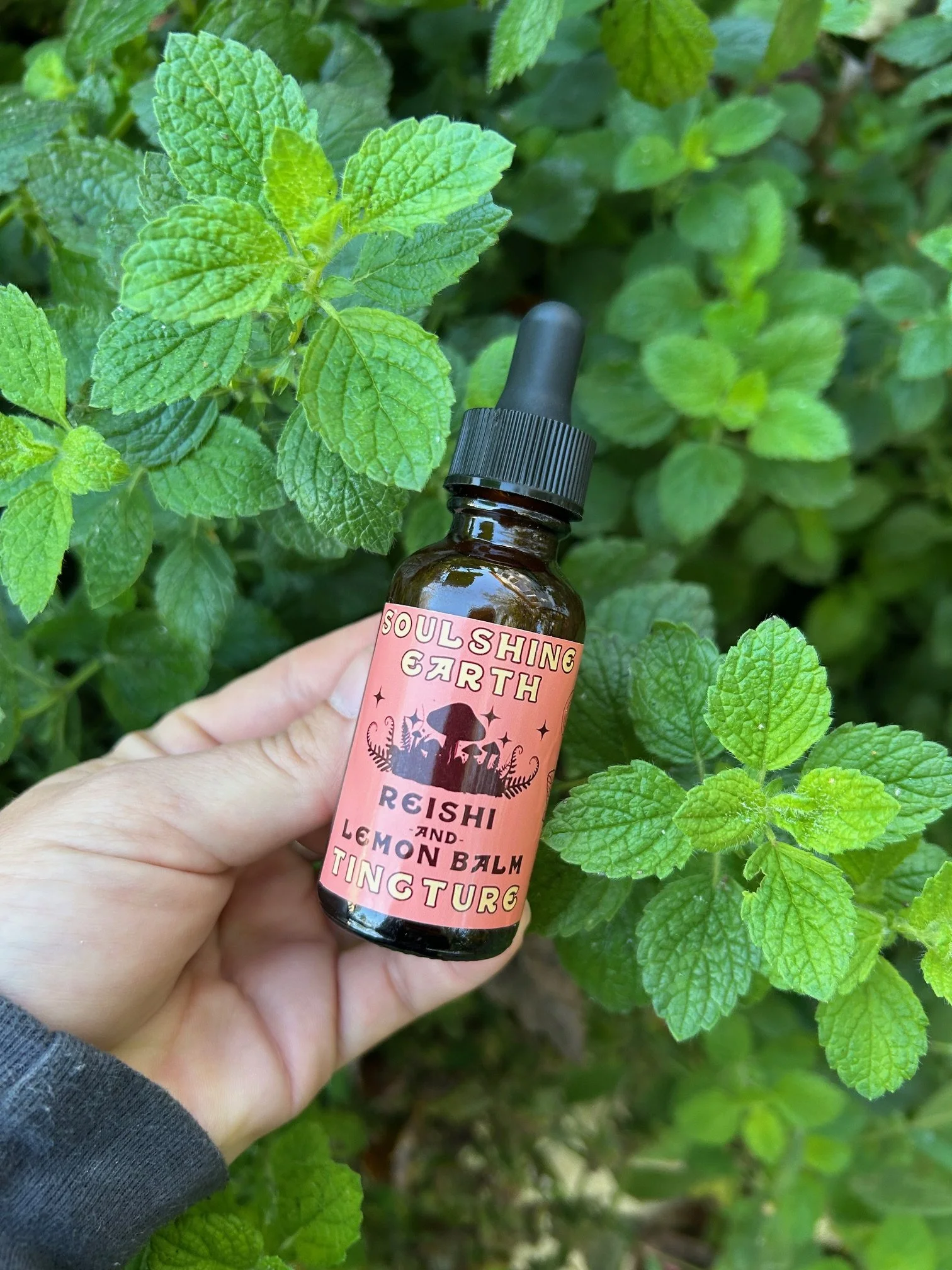 Reishi and Lemon Balm 1 oz Tincture