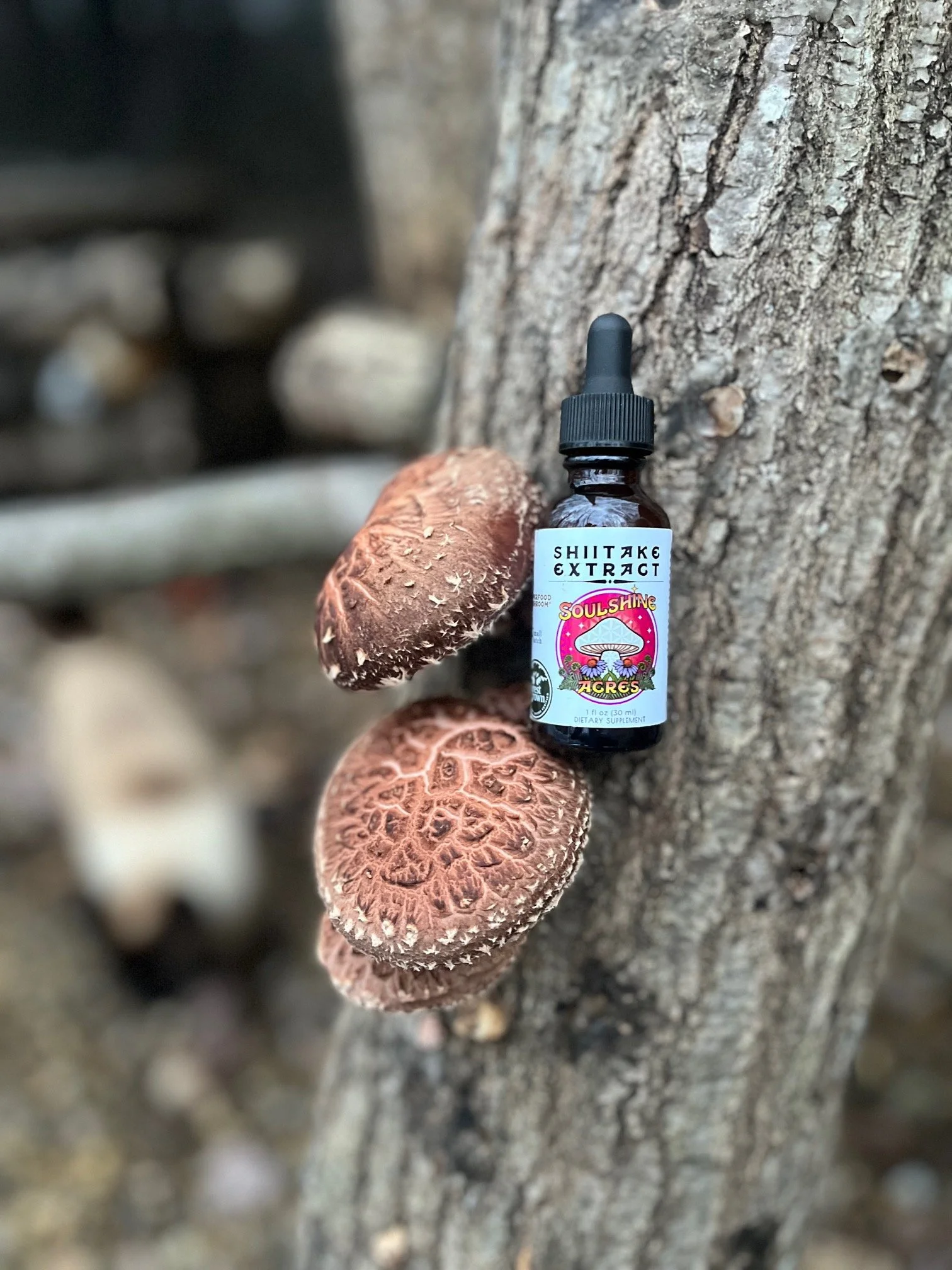 Shiitake Extract