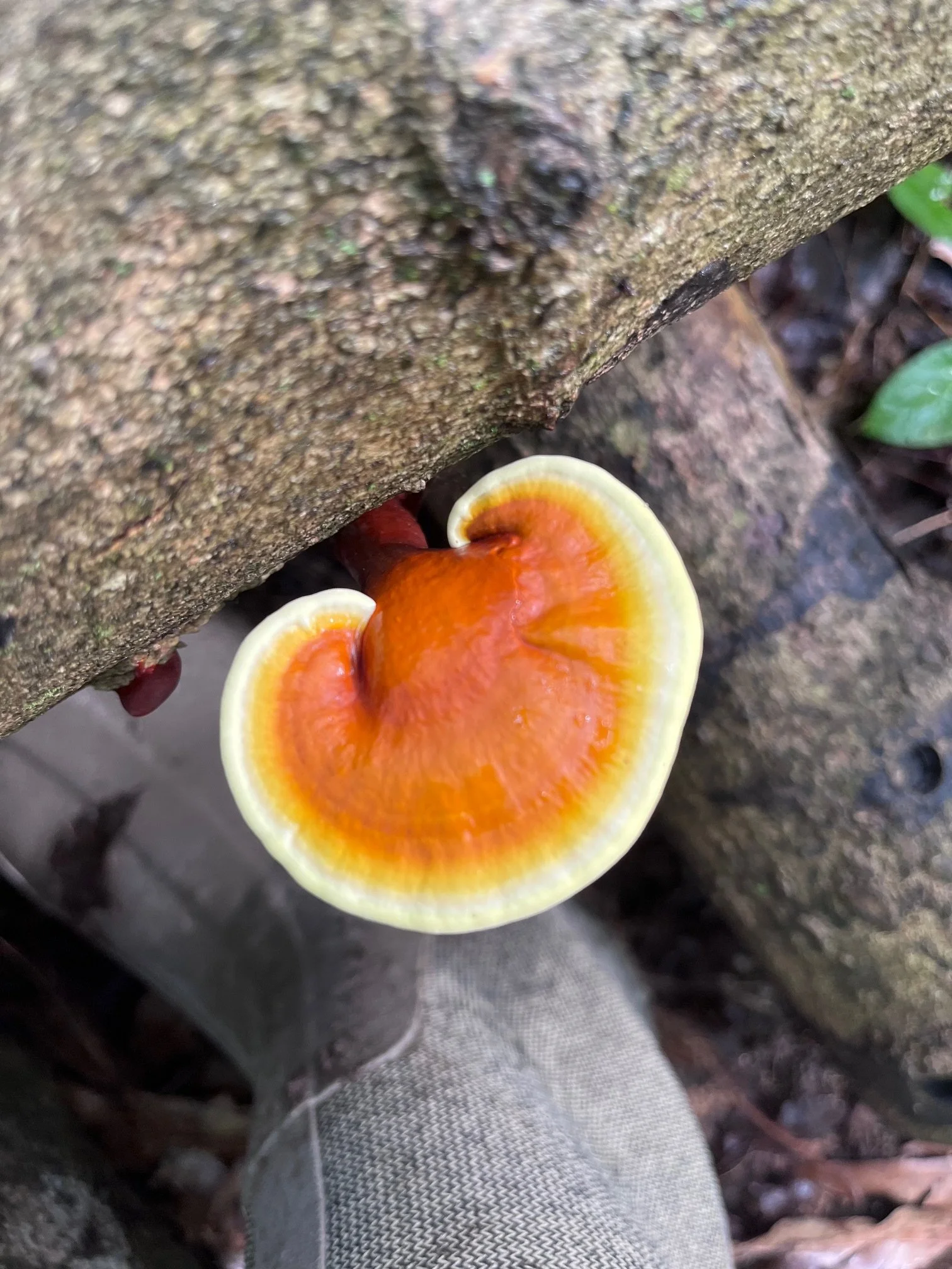 reishi mushroom 3.jpg