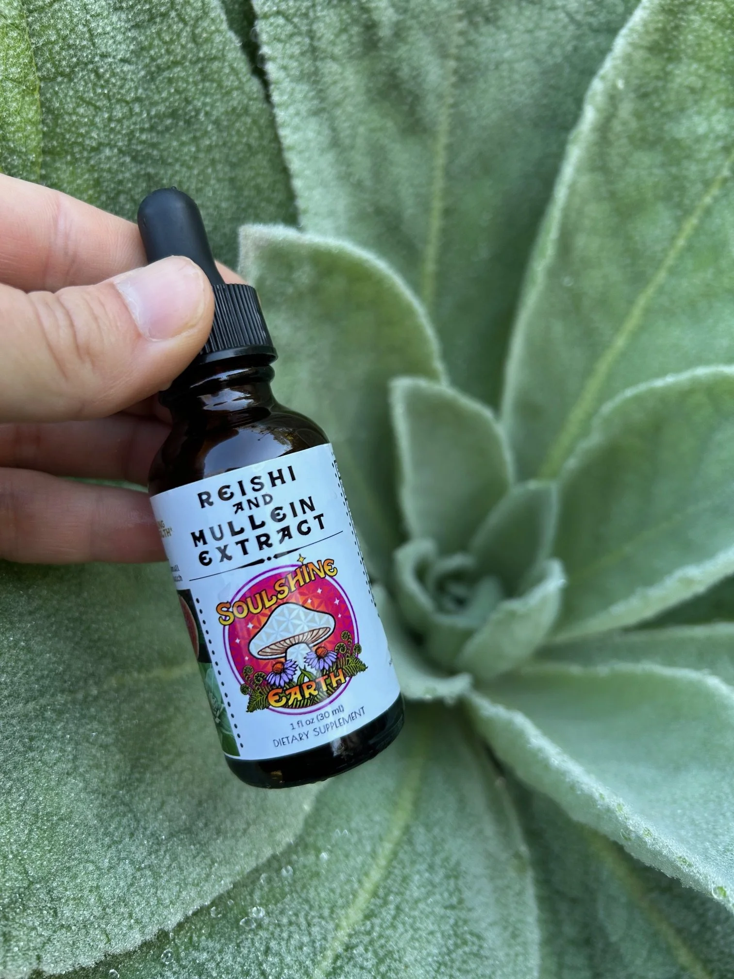 Reishi and Mullein 1 oz Tincuture