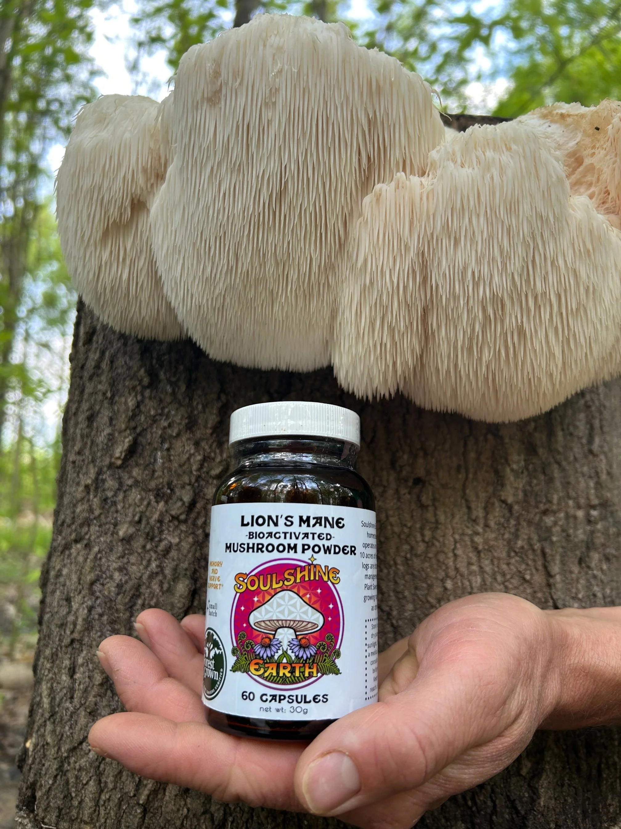 Lion's Mane Bioactivated Powder - 60 Capsules