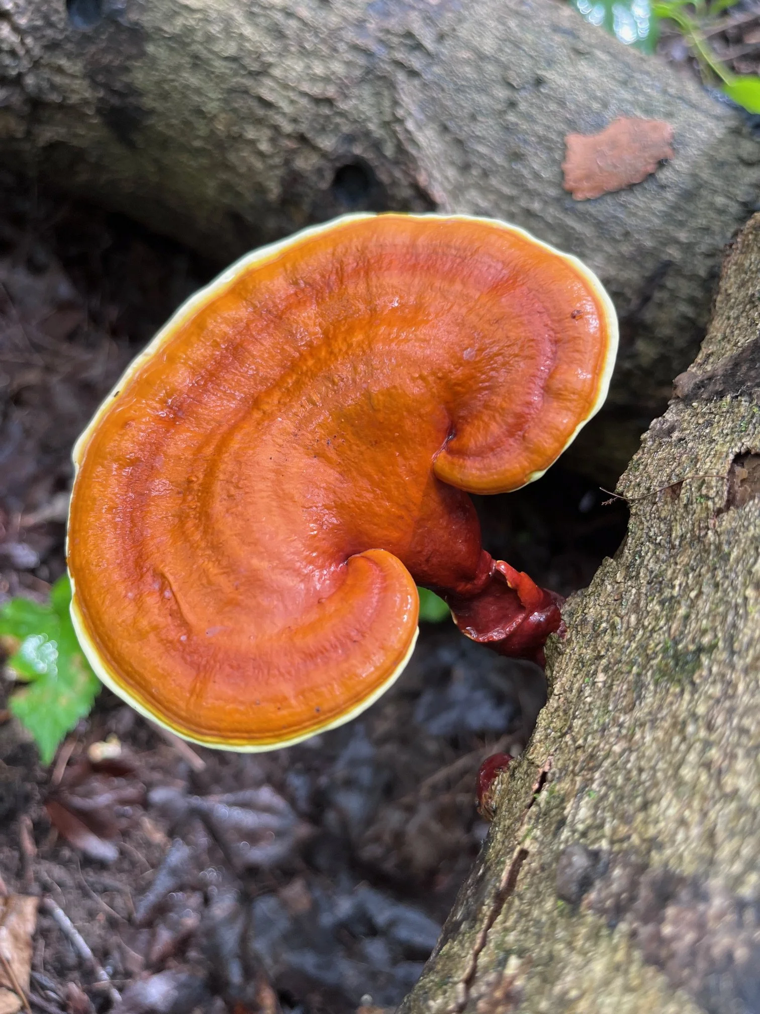 reishi mushroom 2.jpg
