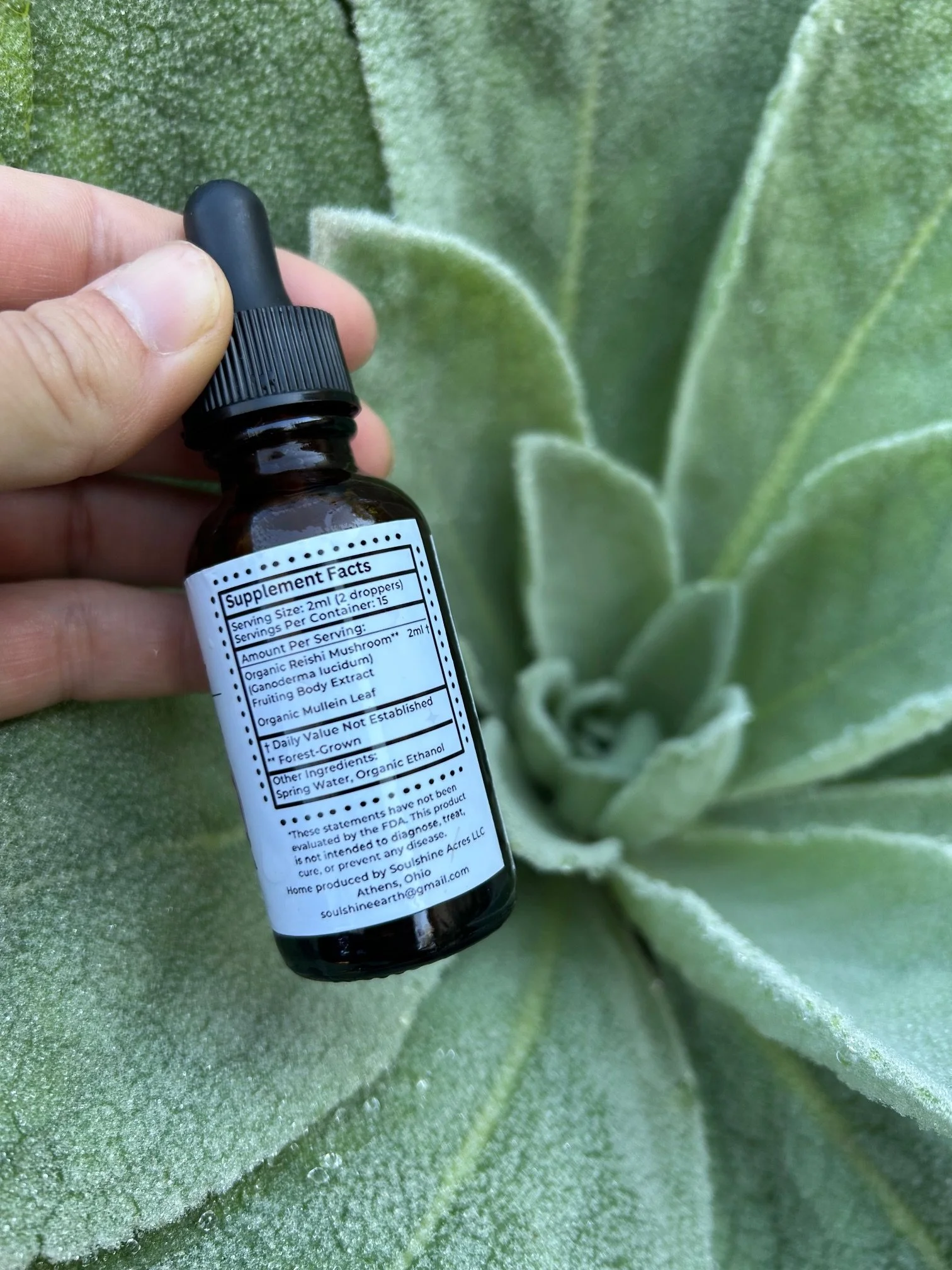 reishi mullein with mullien plant nutrition facts.jpg