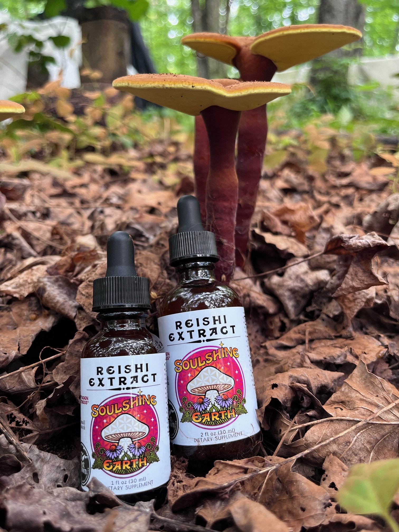 reishi tincture with mushrooms 5.jpg