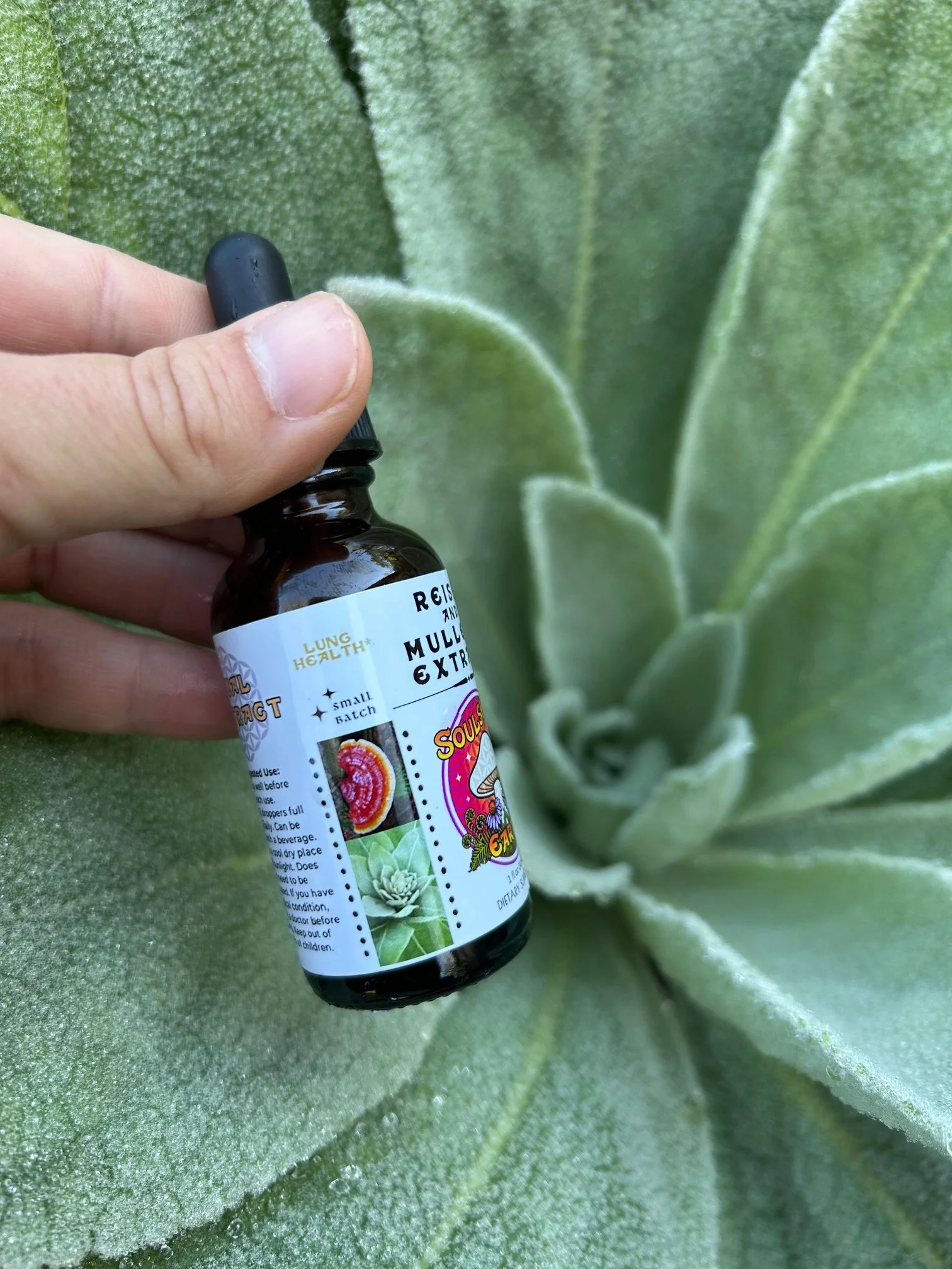 reishi mullein with mullien plant side view.jpg